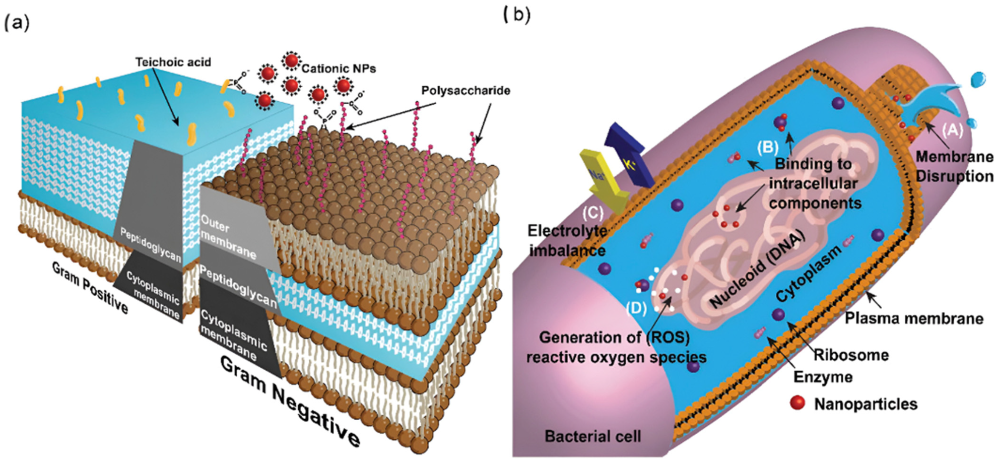 Nanomaterials 15 01773 g003