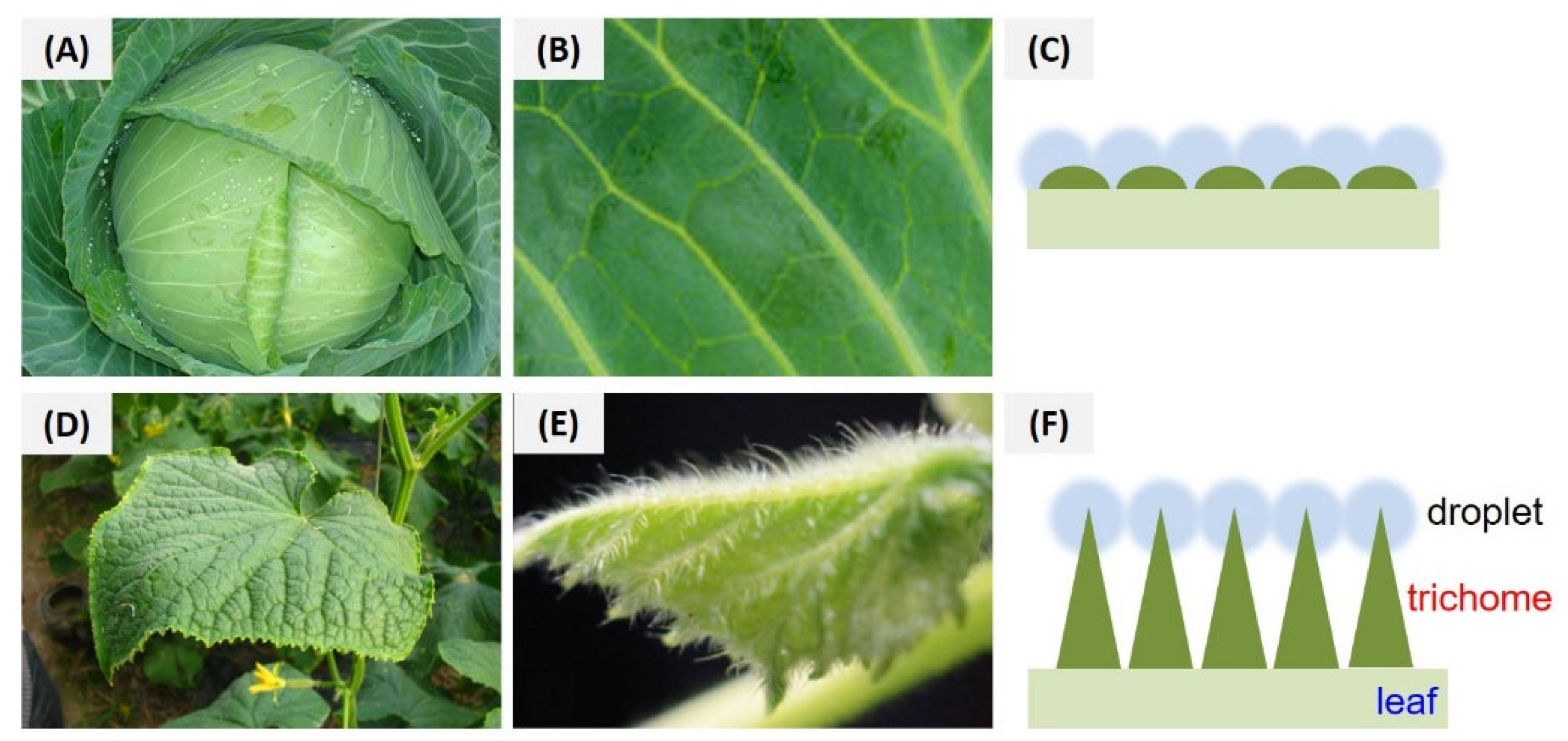 Nanomaterials 15 01775 g012 Nanomaterials 15 01775 g012