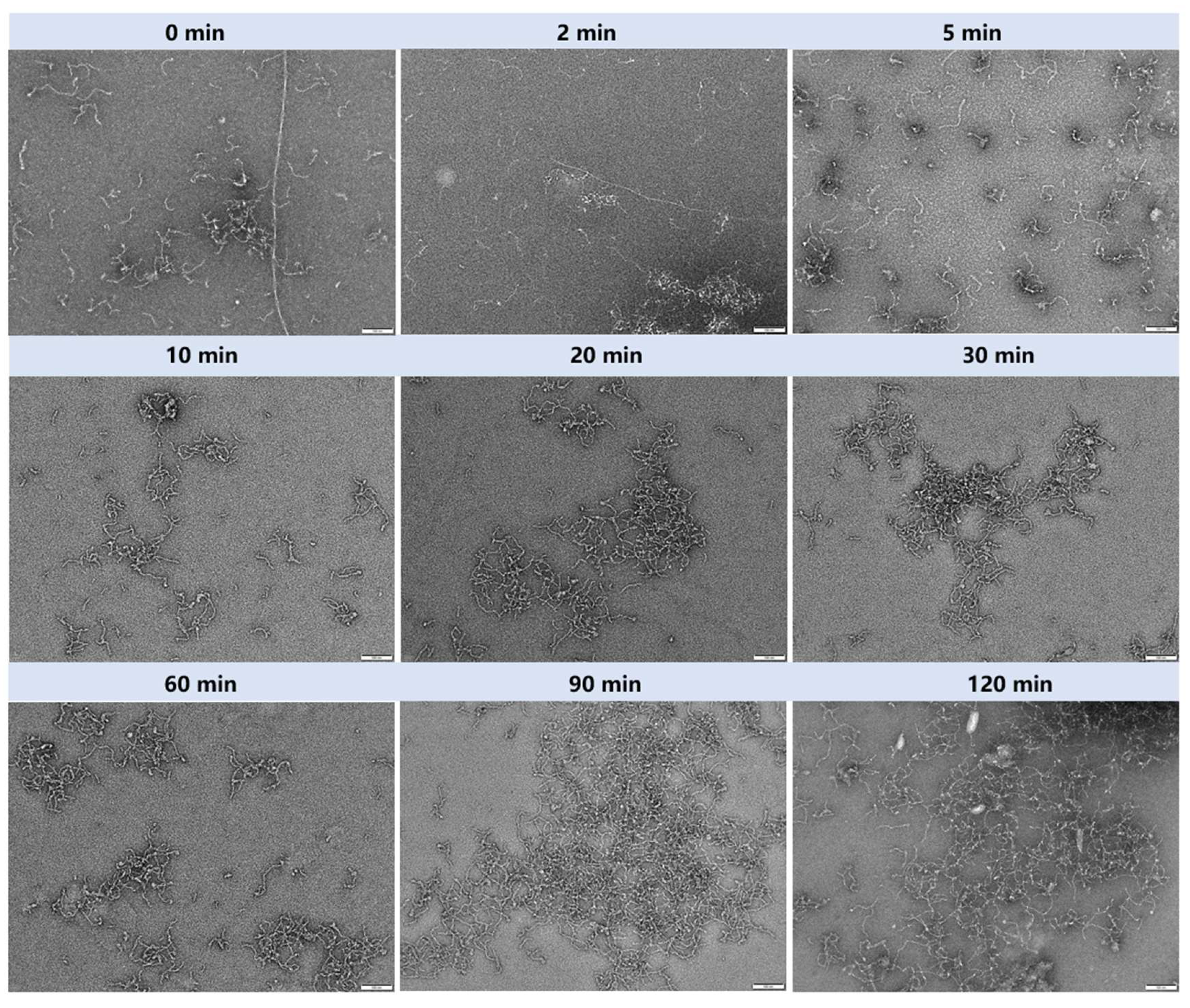 Nanomaterials 15 01829 g004a Nanomaterials 15 01829 g004a