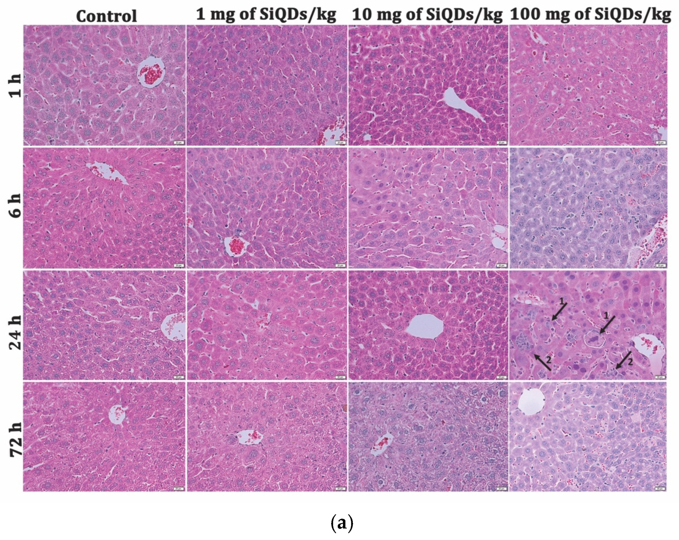 Nanomaterials 15 01857 g002a