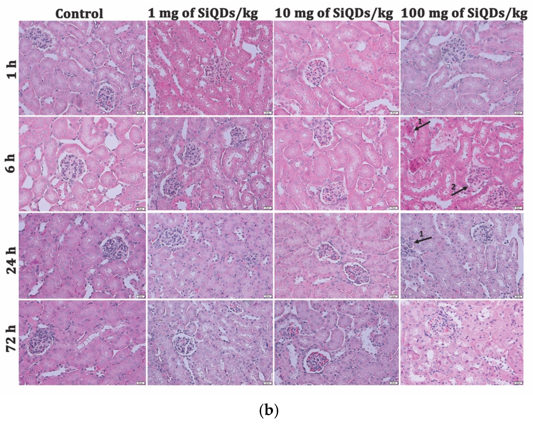 Nanomaterials 15 01857 g002b
