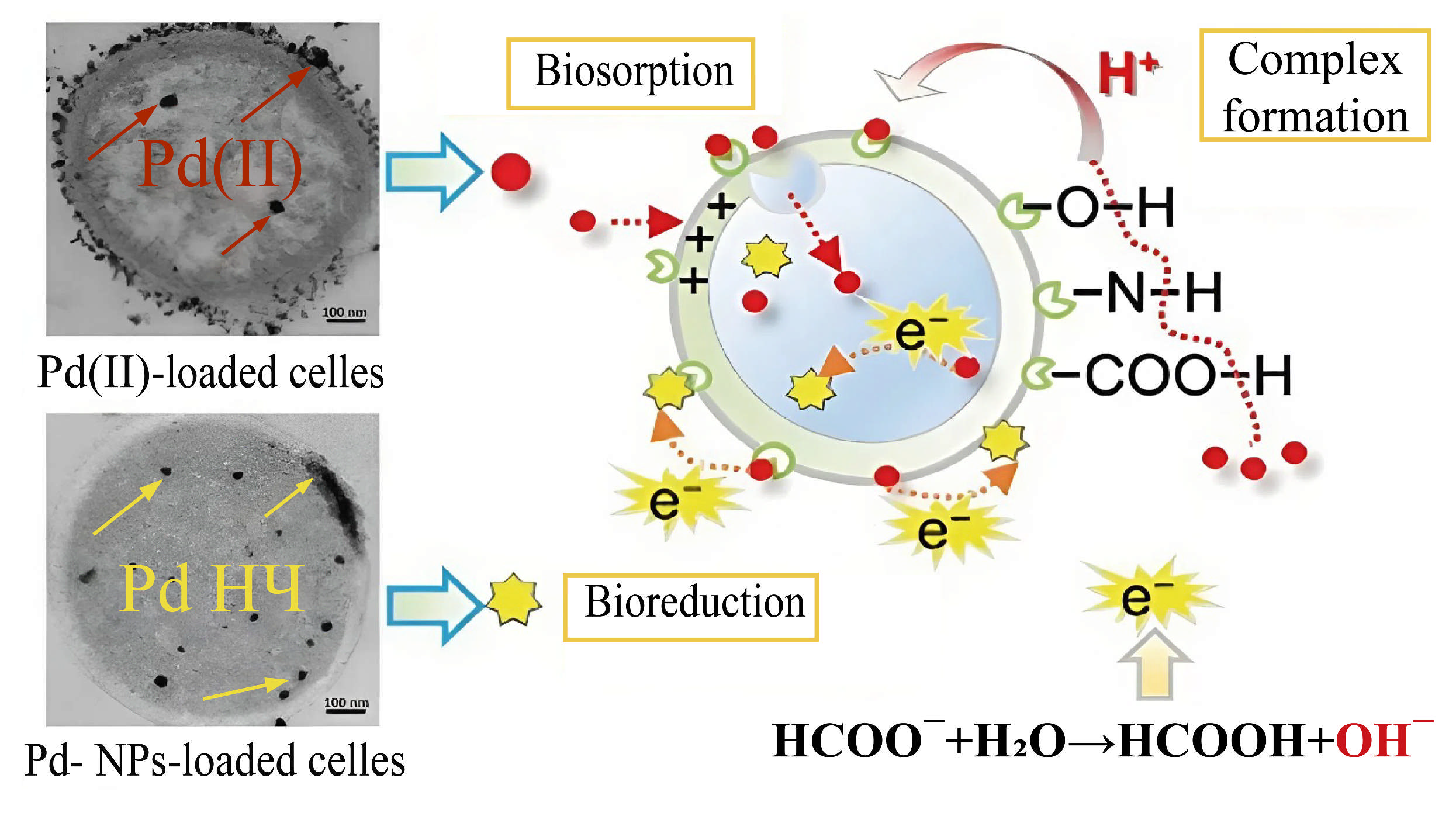Nanomaterials 15 01899 g005