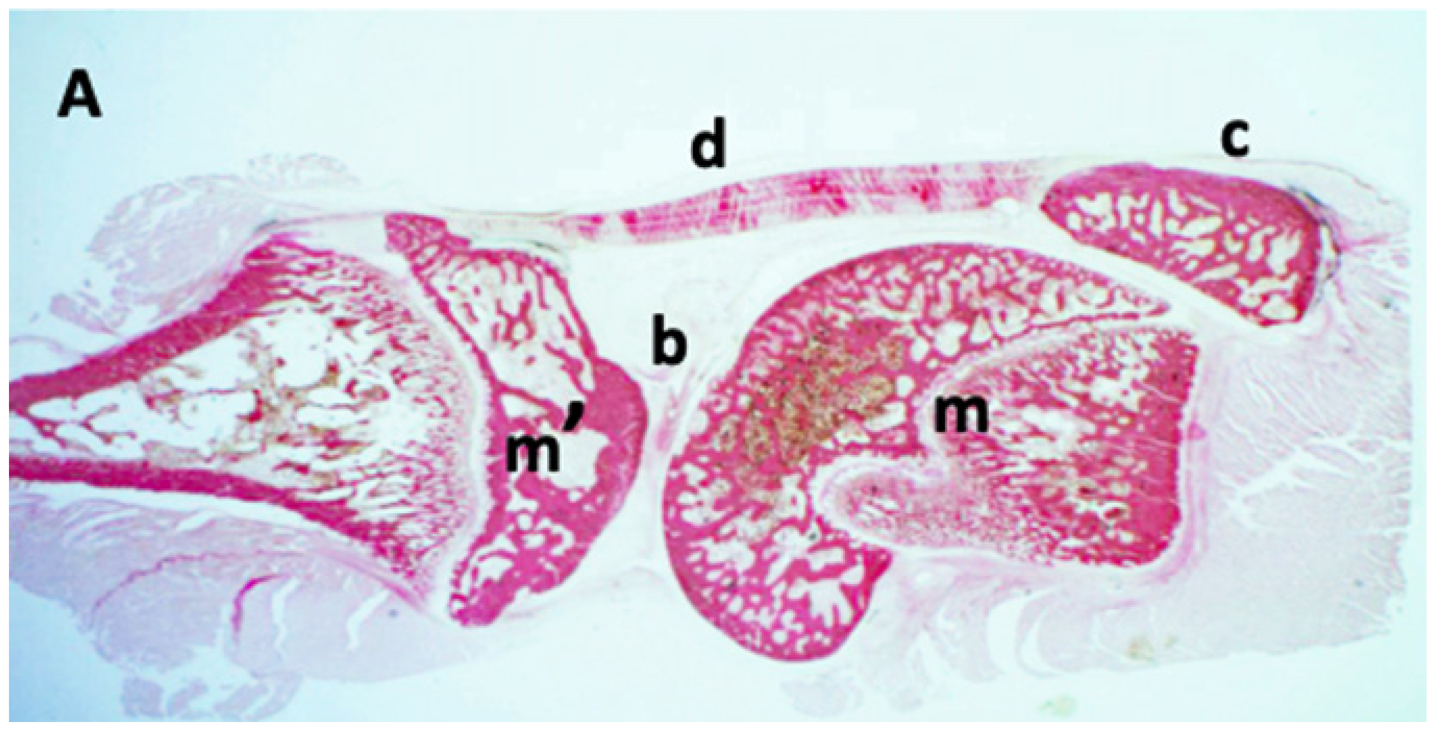 Nanomaterials 16 00009 g006