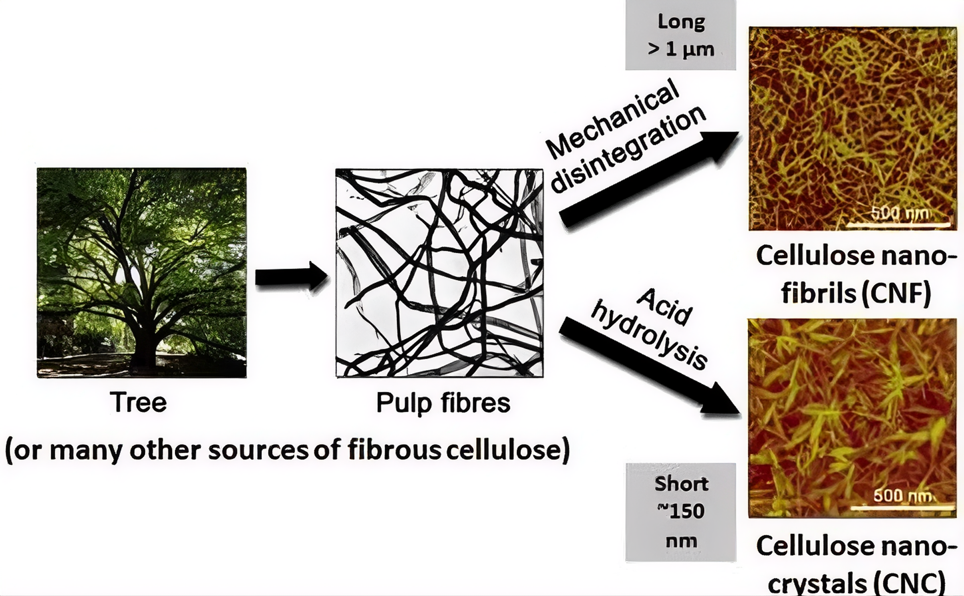 Nanomaterials 16 00435 g001