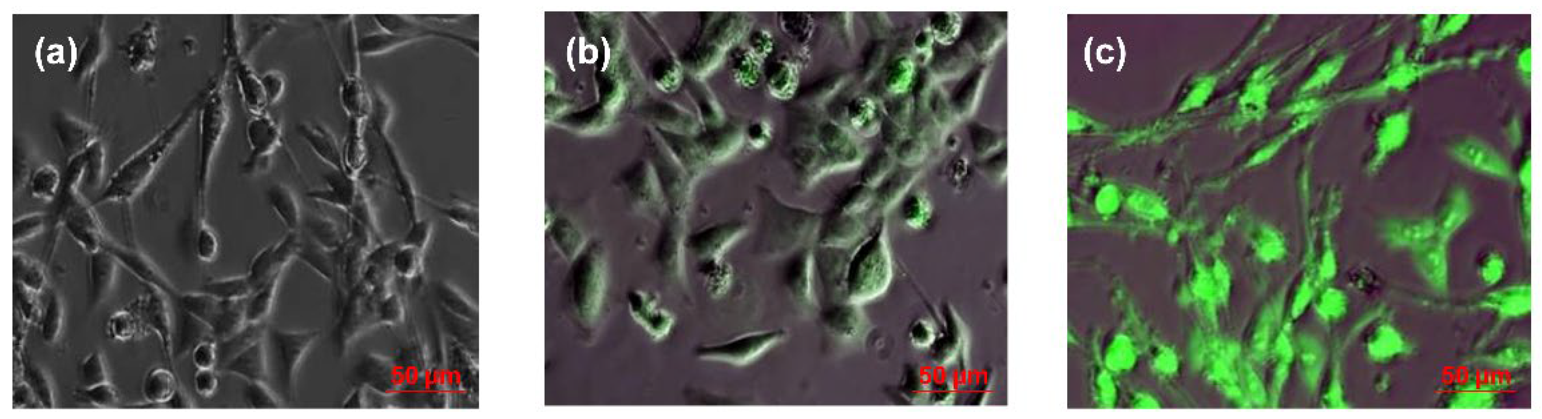 Nanomaterials 16 00744 g004