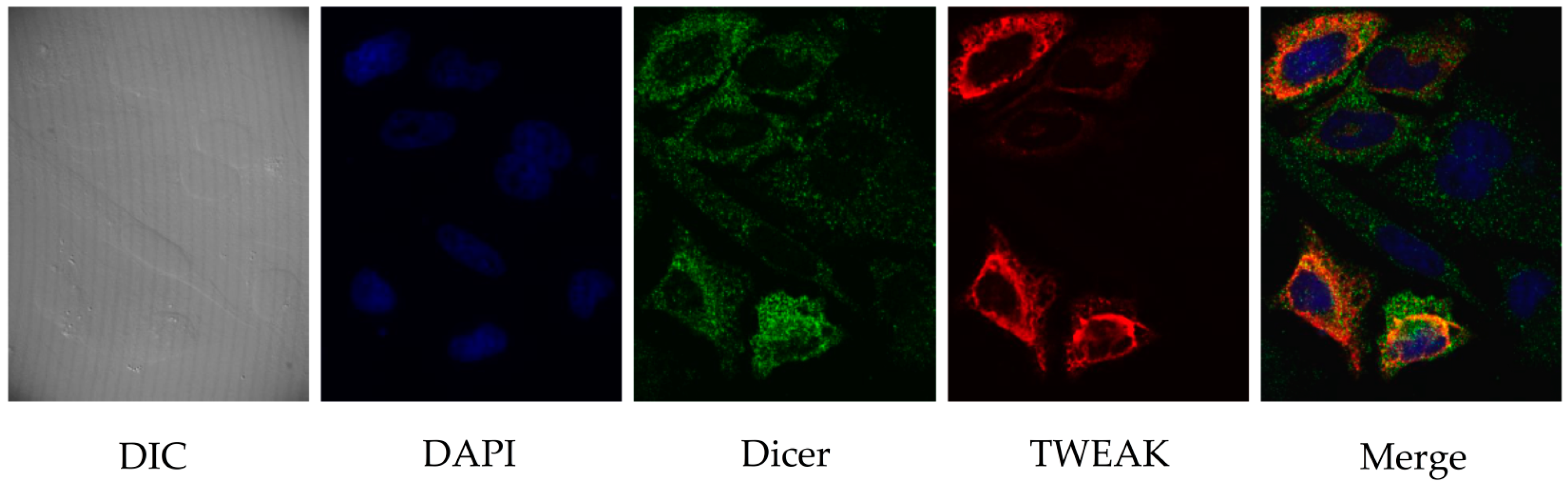 Ncrna 02 00012 g002 550