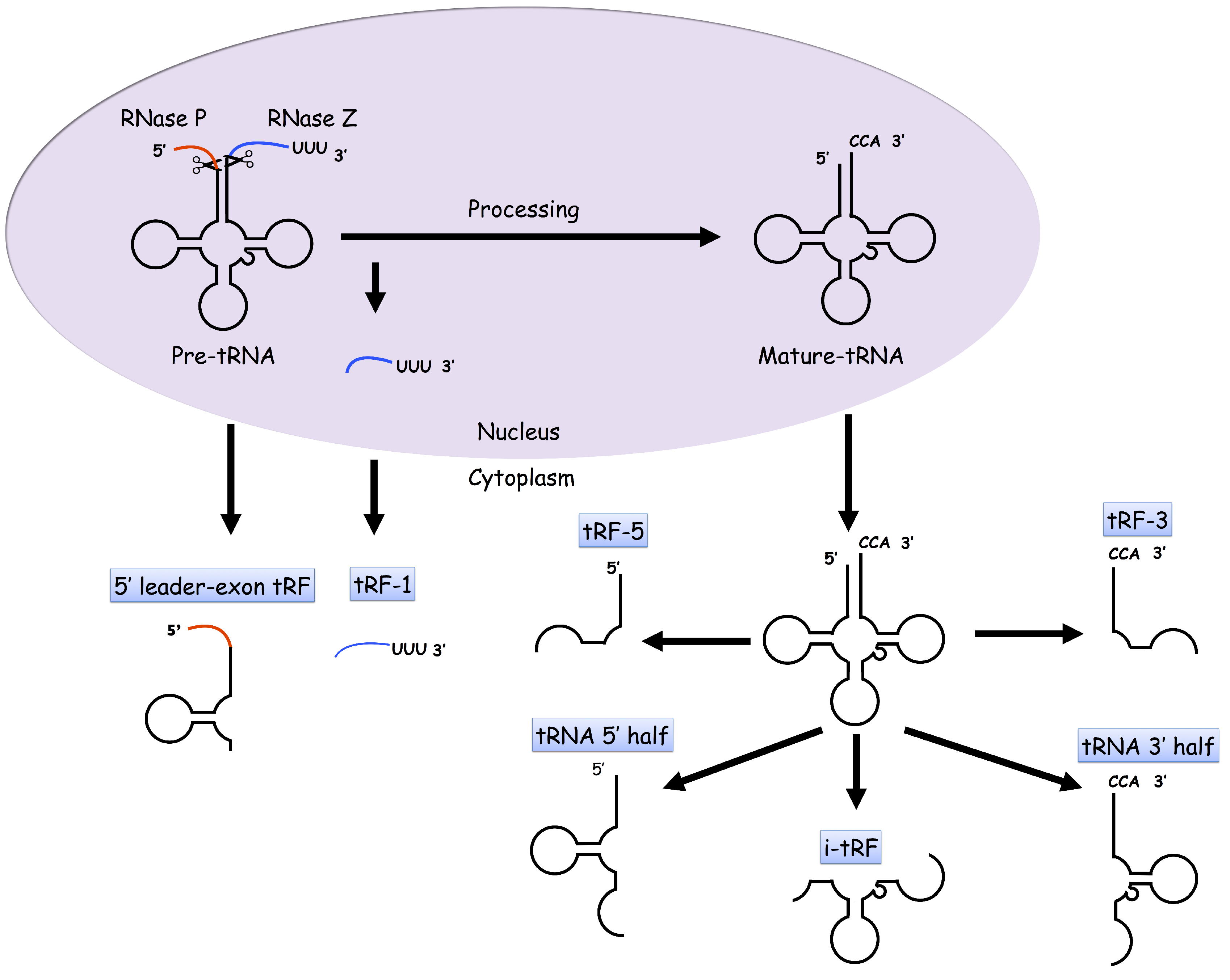 abstract trna derived small rnas