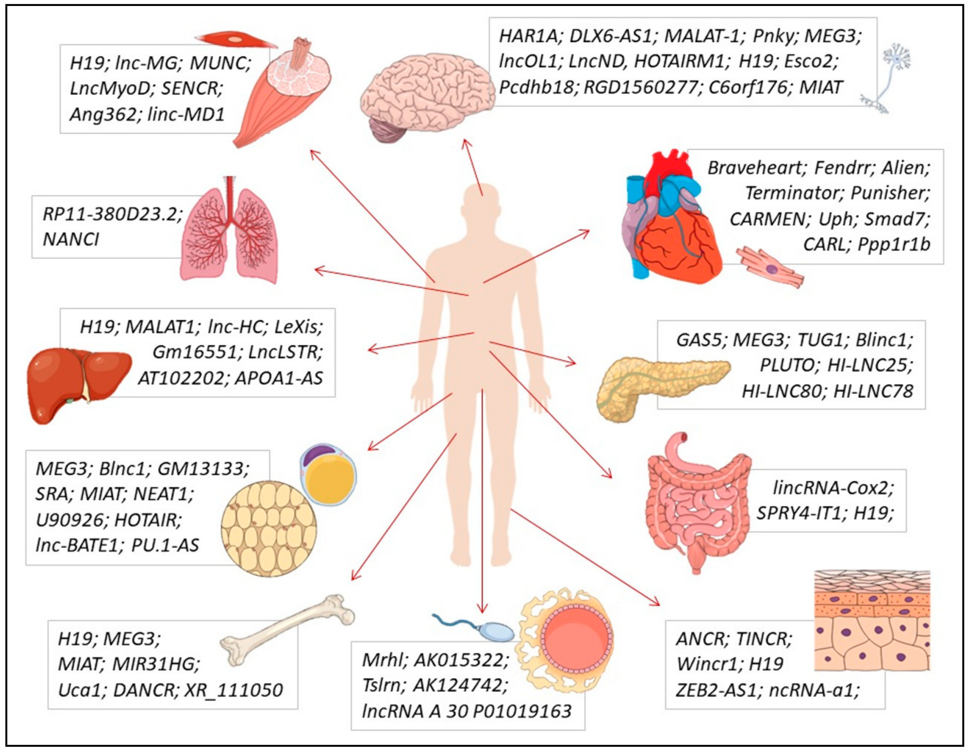 Ncrna 04 00003 g003