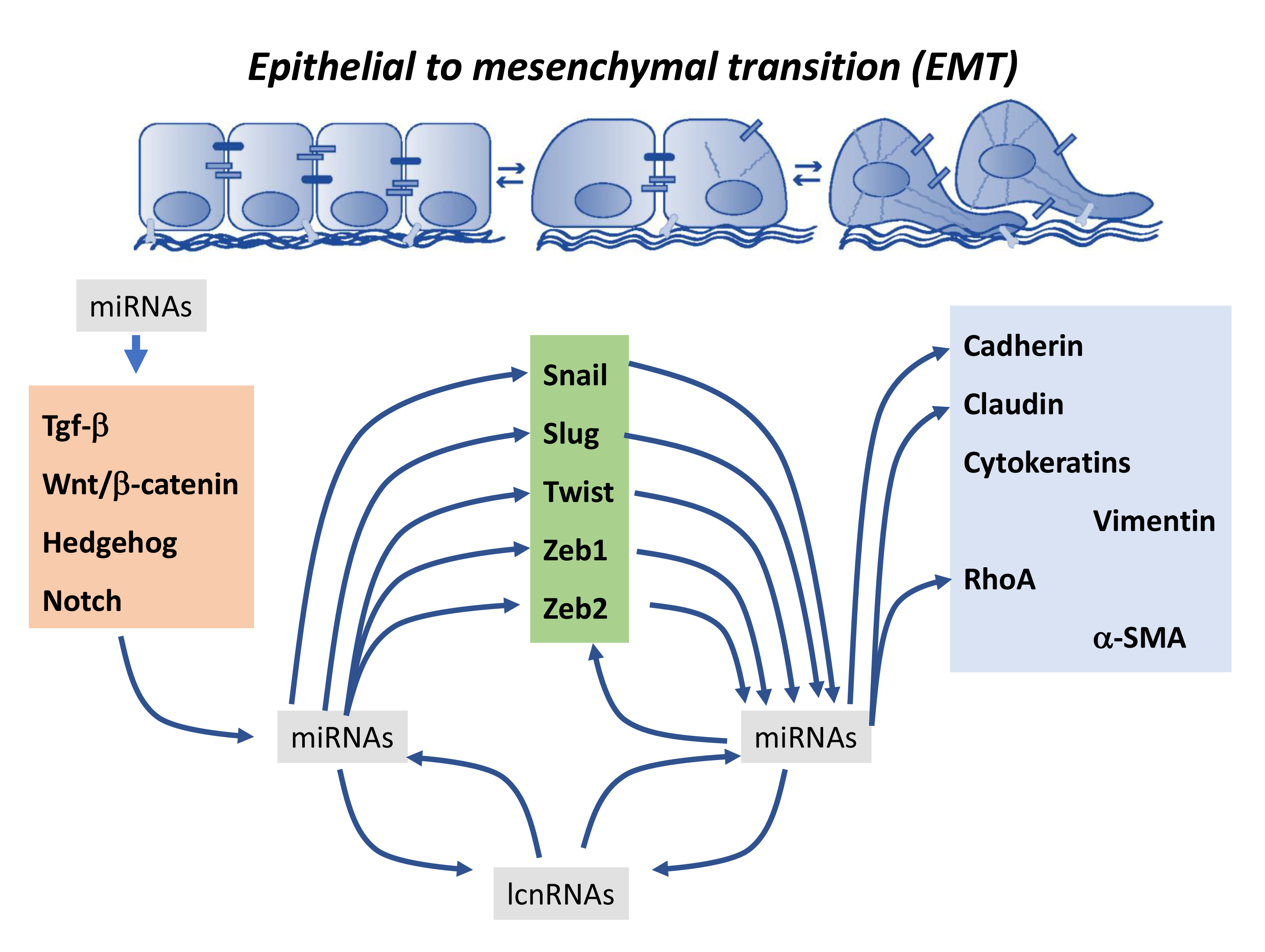 Ncrna Free Full Text Functional Role Of Non Coding Rnas During Epithelial To Mesenchymal Transition Html Ncrna Free Full Text Functional Role Of Non Coding Rnas During Epithelial To Mesenchymal Transition Html