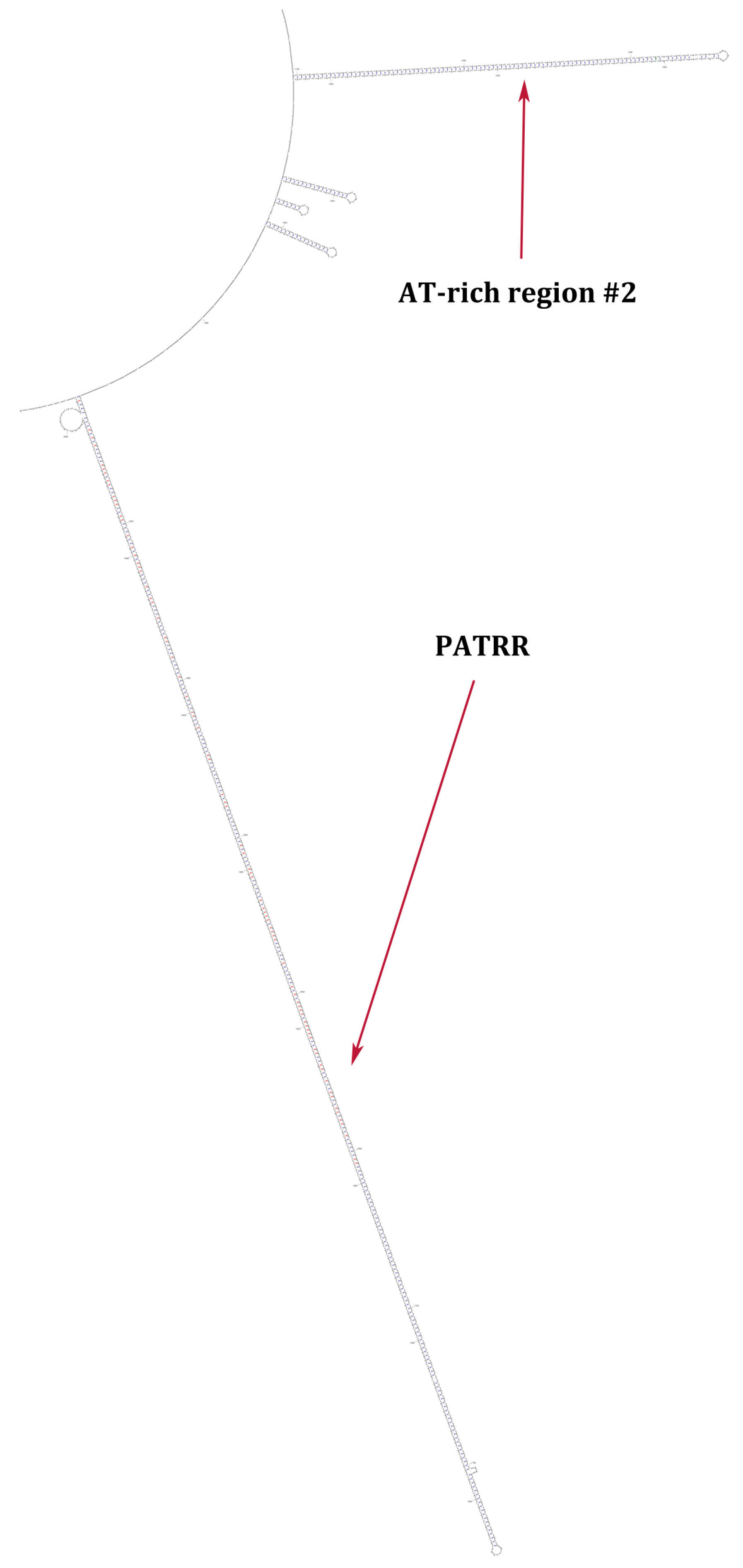 Ncrna 04 00016 g002 Ncrna 04 00016 g002