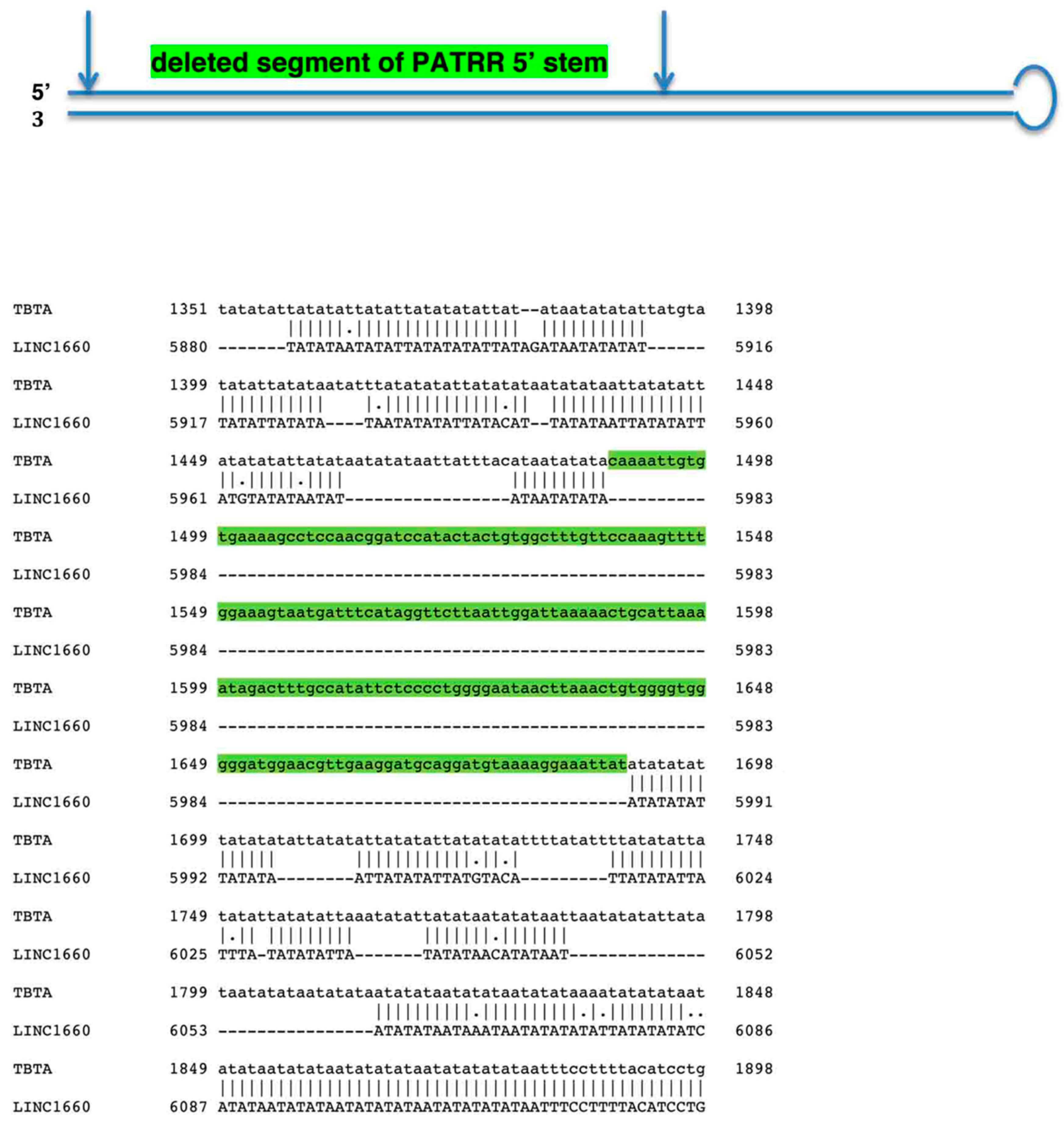 Ncrna 04 00016 g003 Ncrna 04 00016 g003