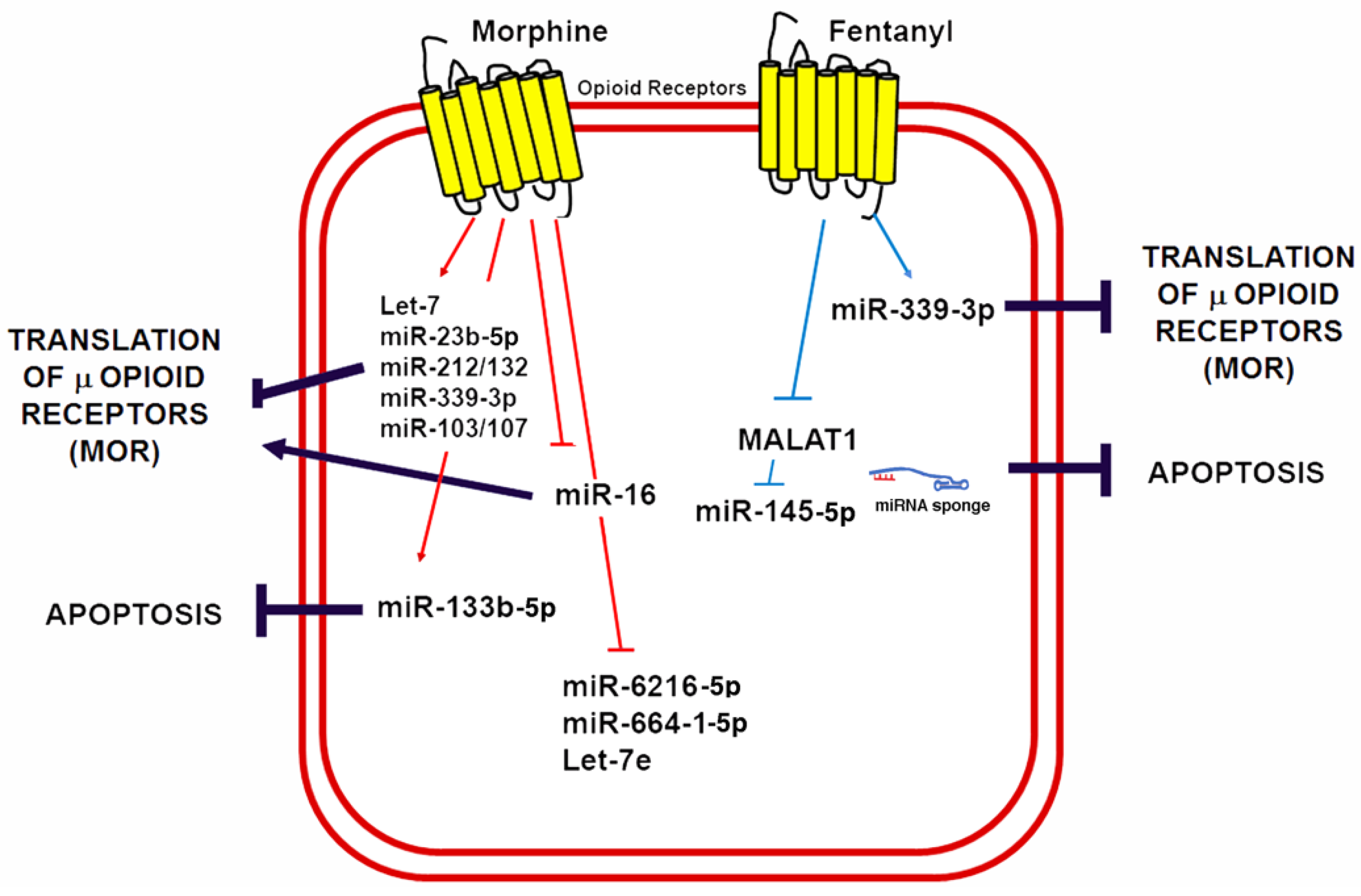 Ncrna 04 00022 g004 Ncrna 04 00022 g004