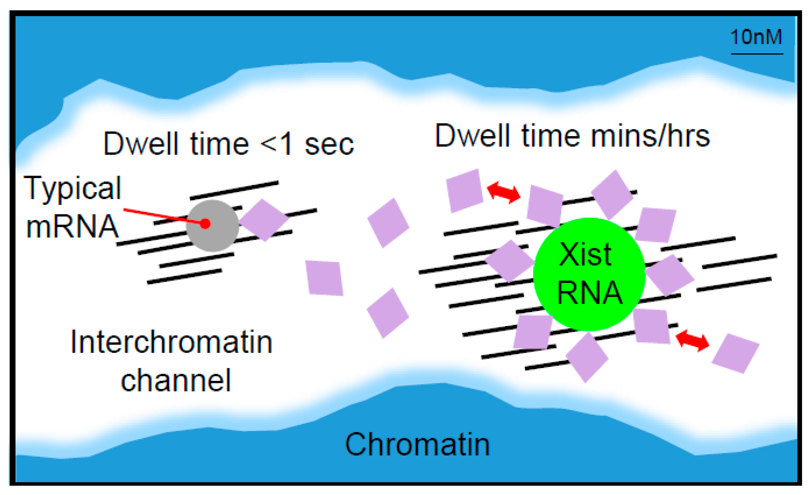 Ncrna 04 00028 g004