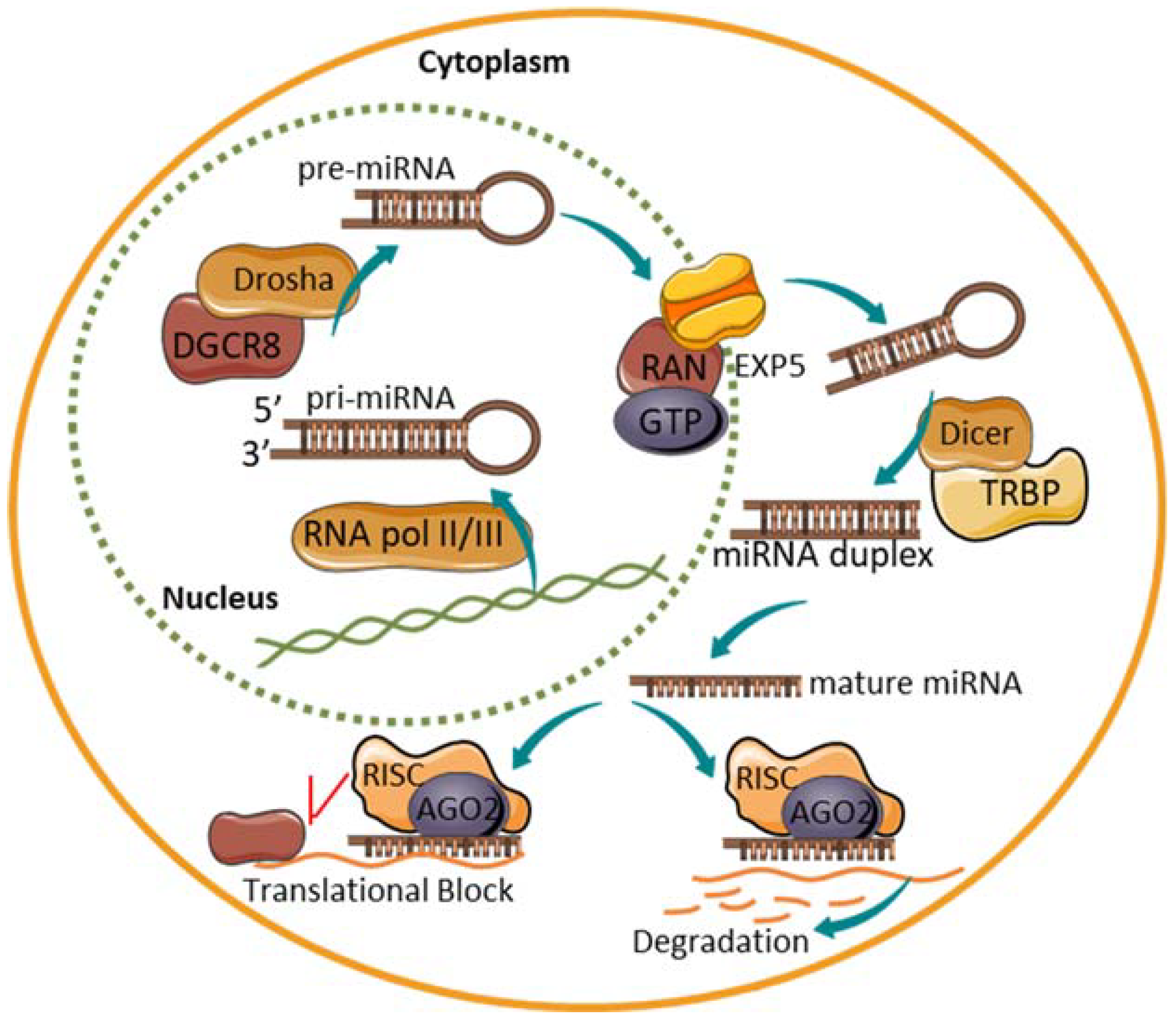 ncRNA Free FullText NonCoding RNA in Pancreas and βCell Development