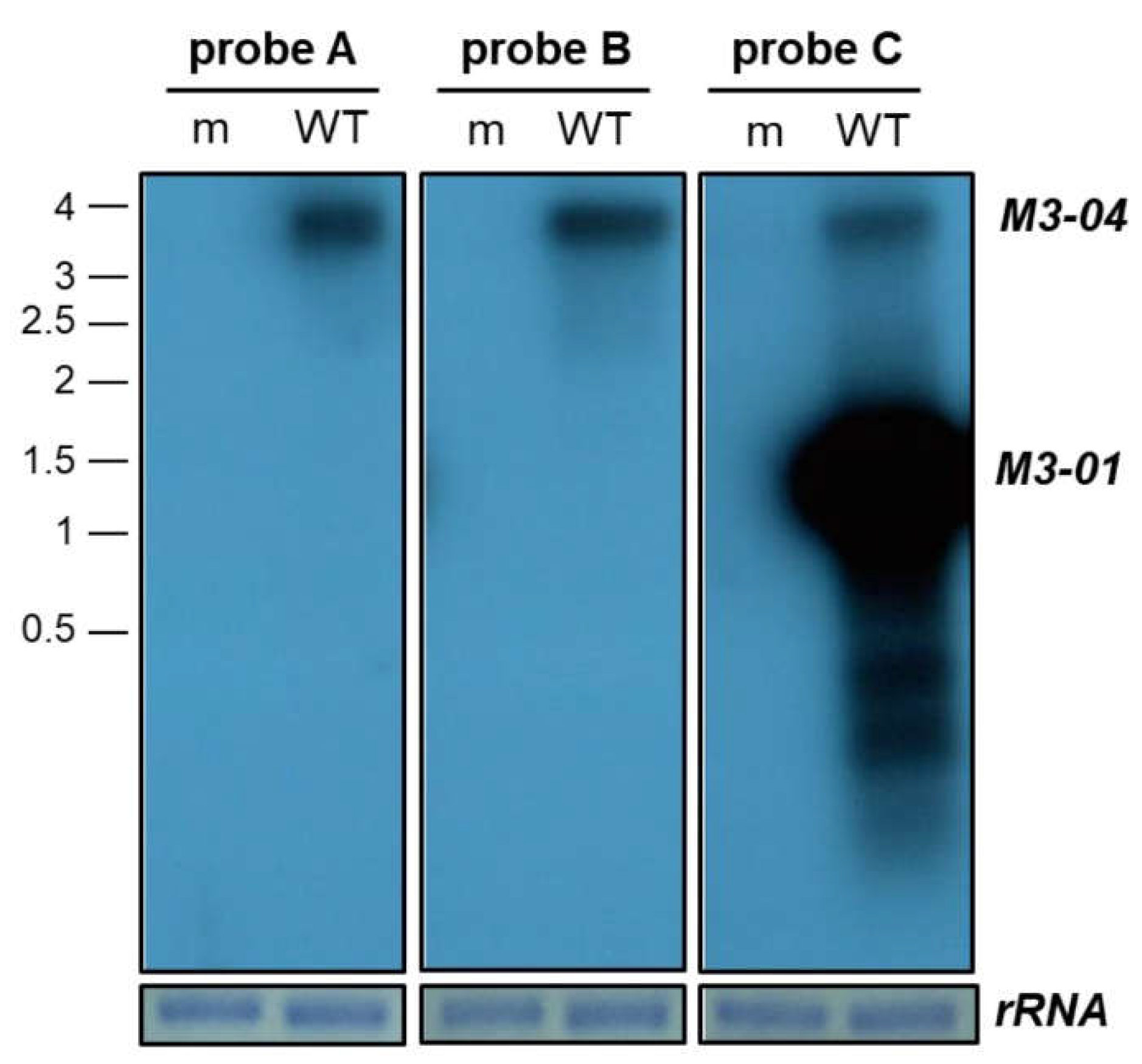 Ncrna 05 00006 g002