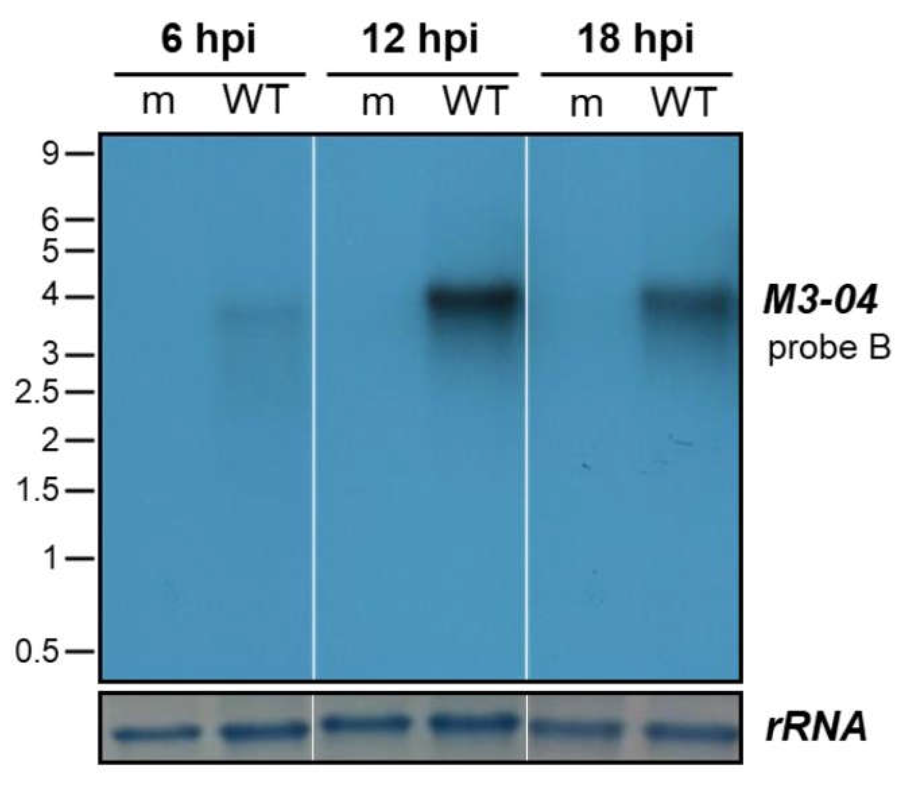 Ncrna 05 00006 g003