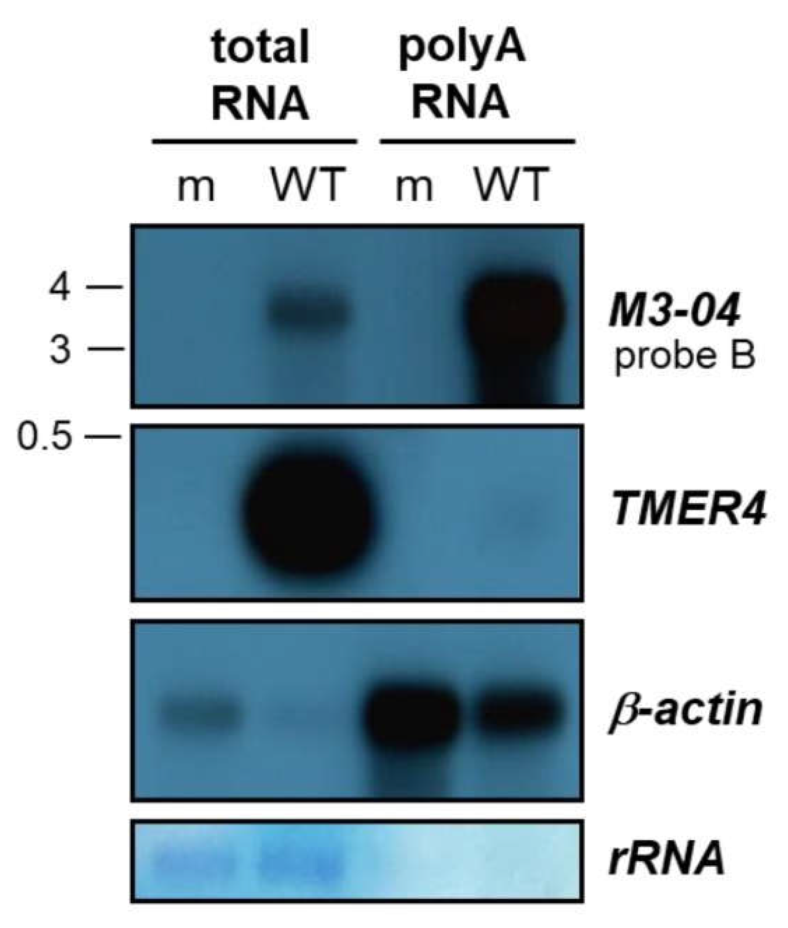 Ncrna 05 00006 g004