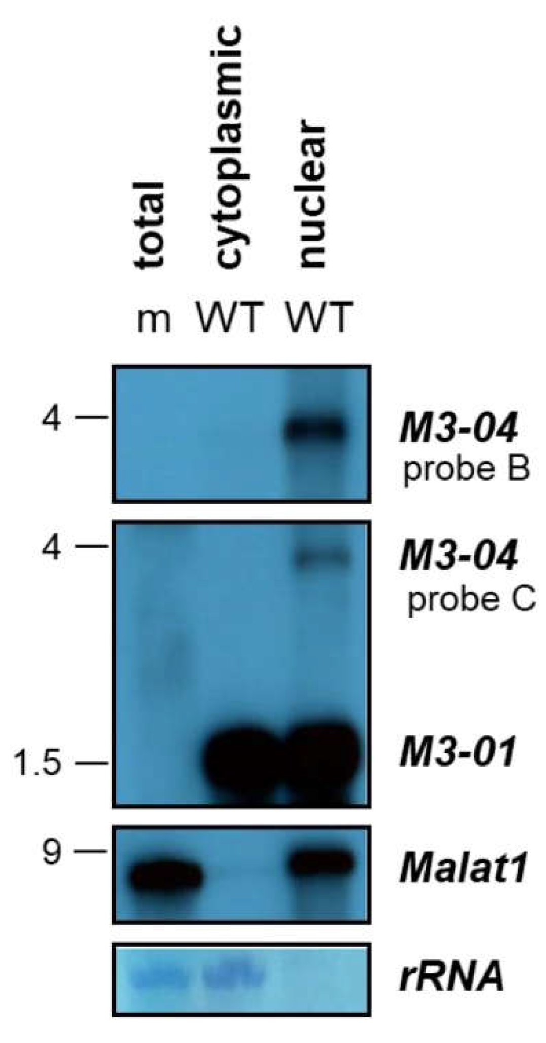 Ncrna 05 00006 g005
