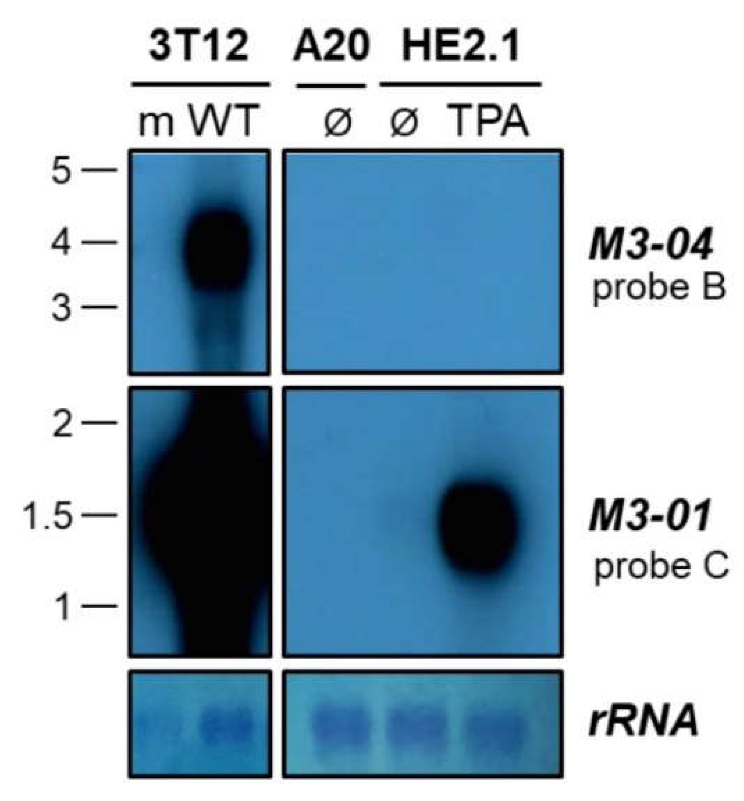 Ncrna 05 00006 g006