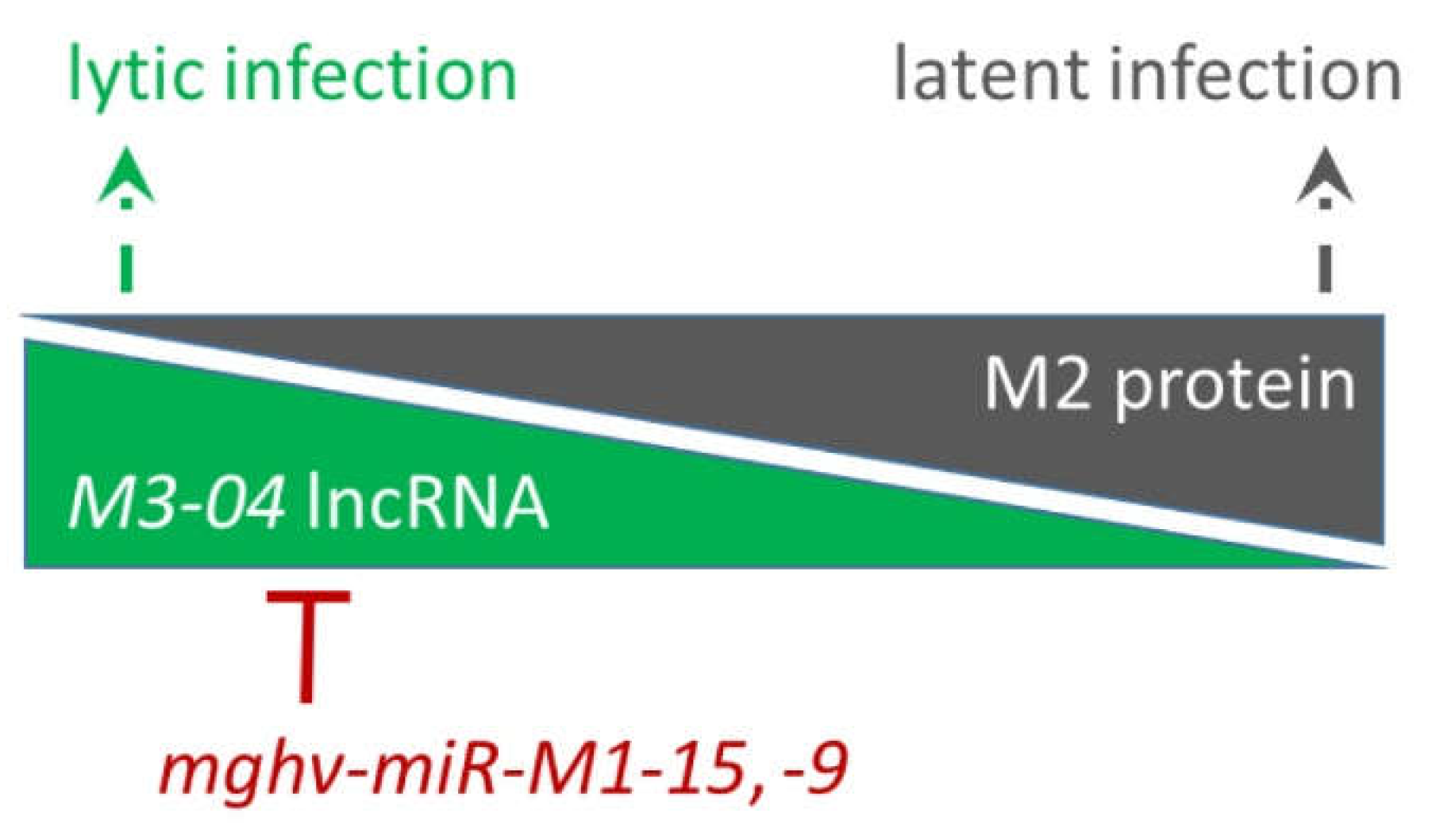 Ncrna 05 00006 g009