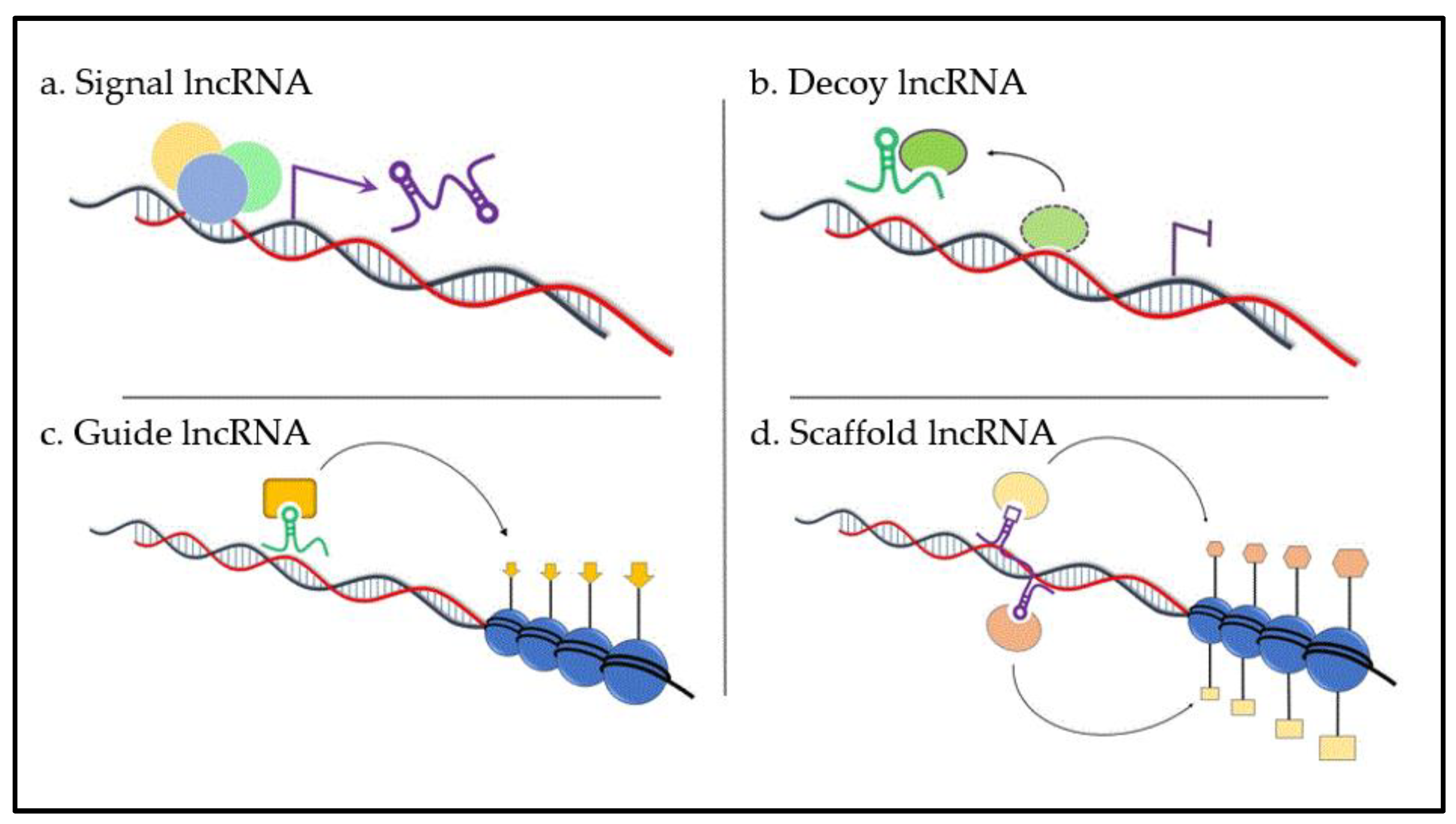 Ncrna 05 00013 g001