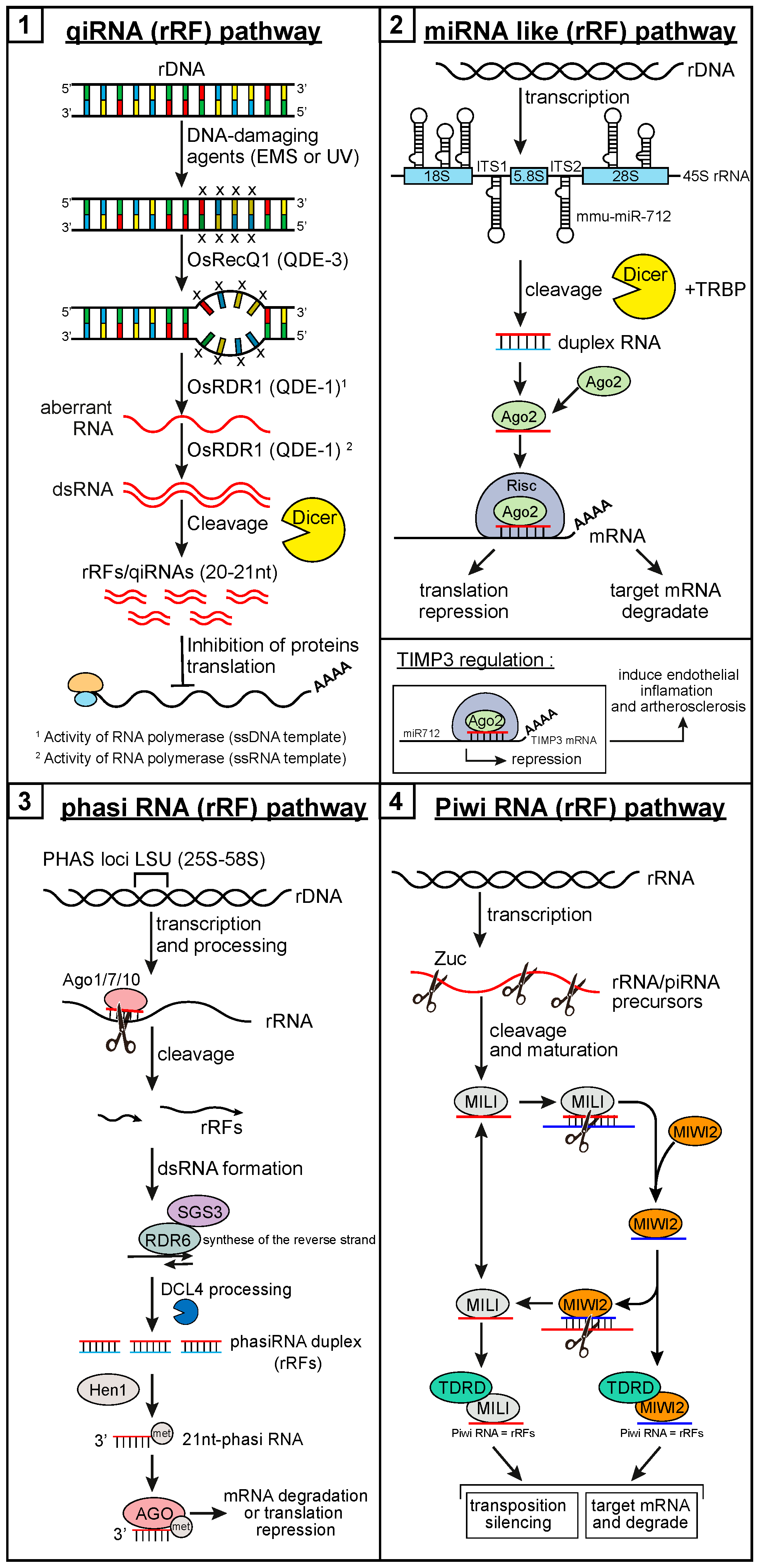 Ncrna Free Full Text Small Non Coding Rnas Derived From Eukaryotic Ribosomal Rna Html