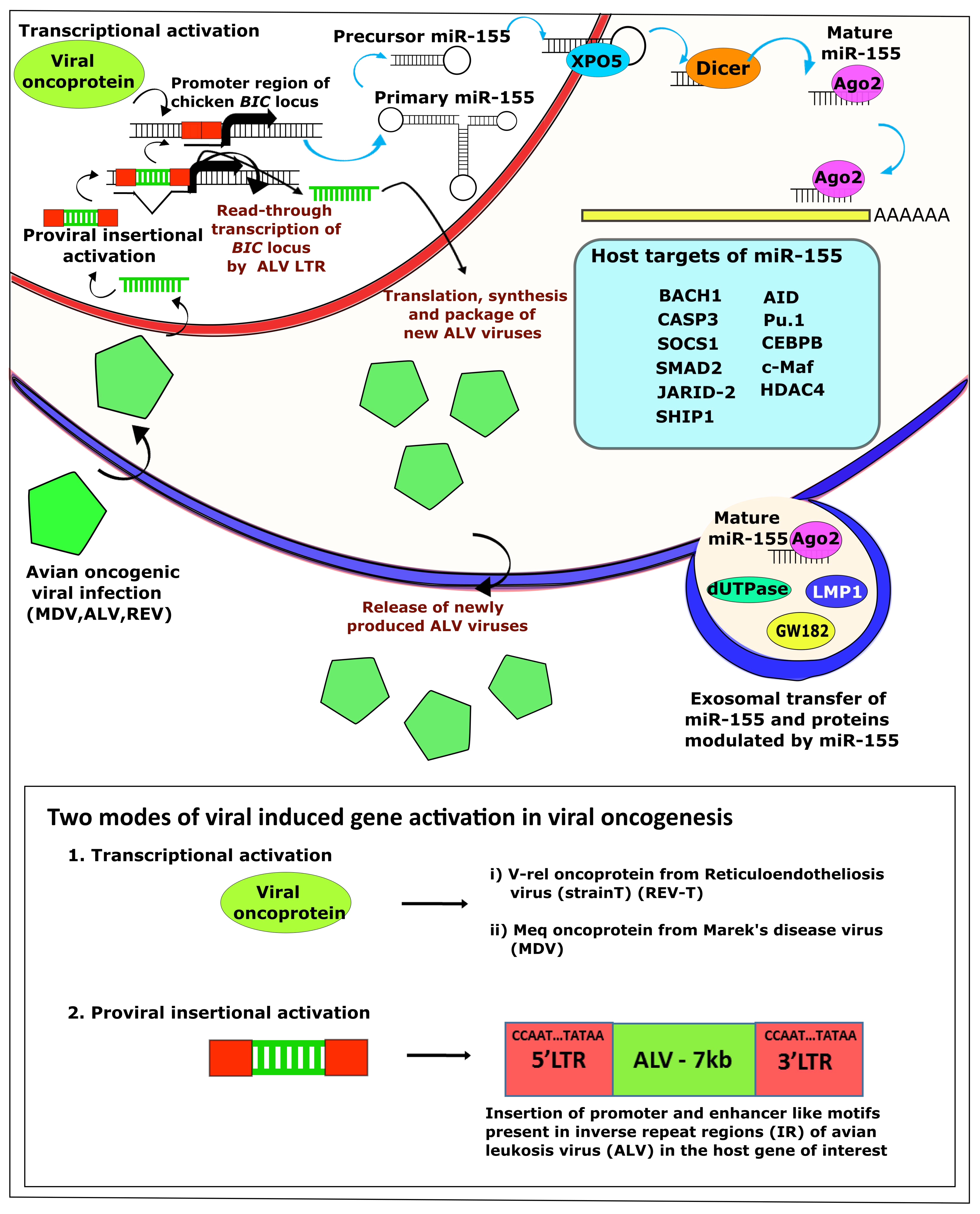 Ncrna 05 00024 g001 Ncrna 05 00024 g001