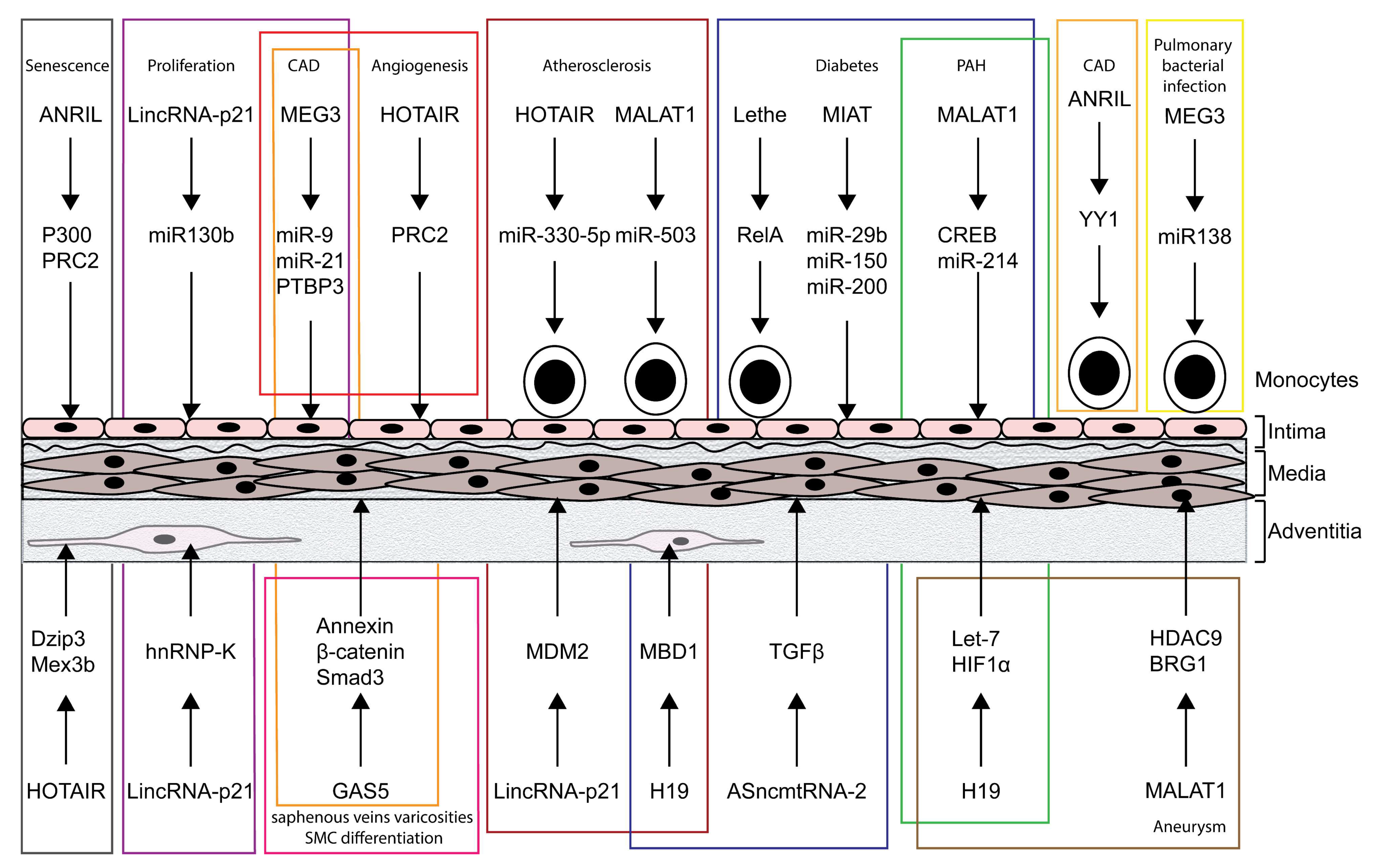 Ncrna 05 00026 g001