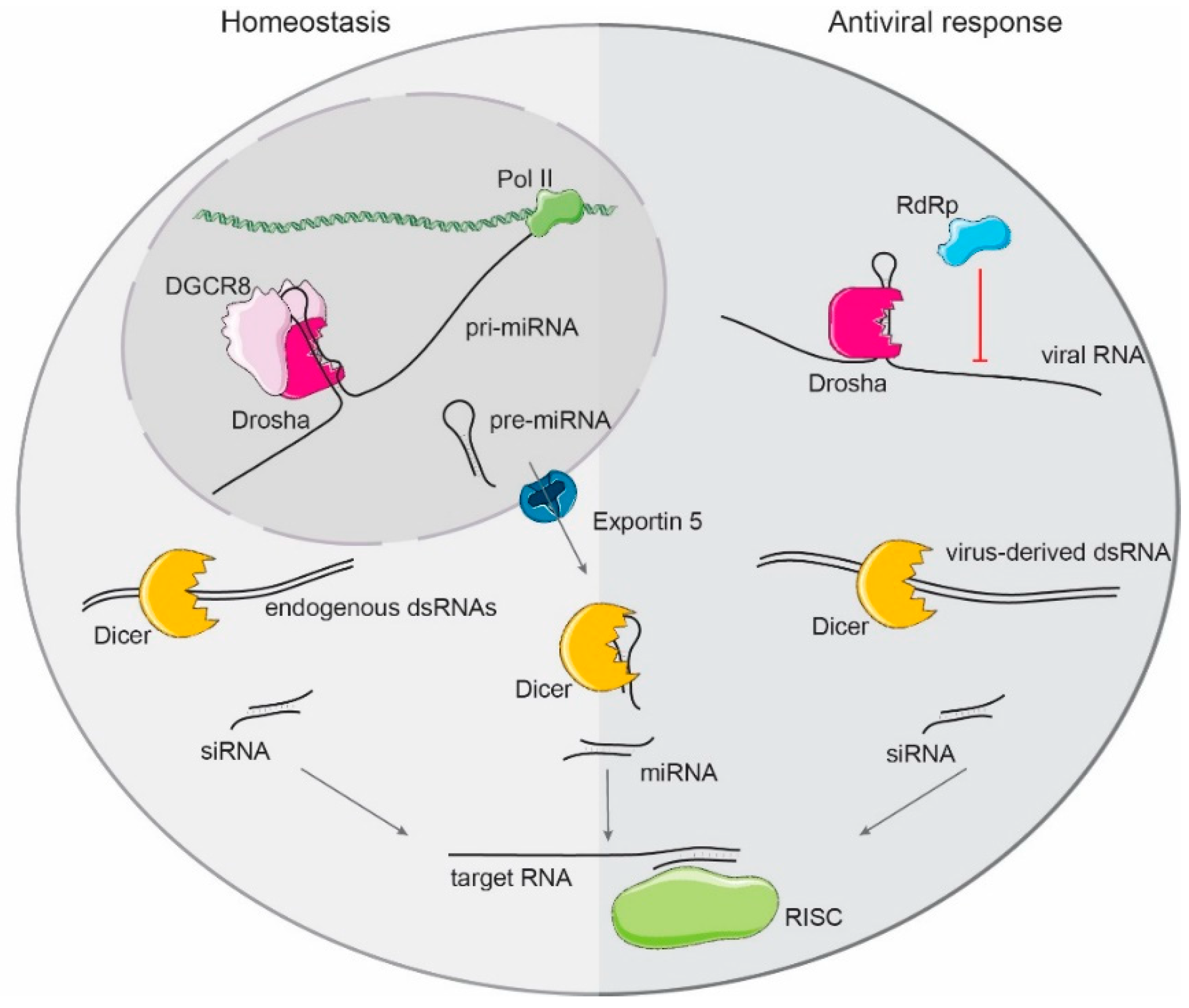 Ncrna 05 00029 g002
