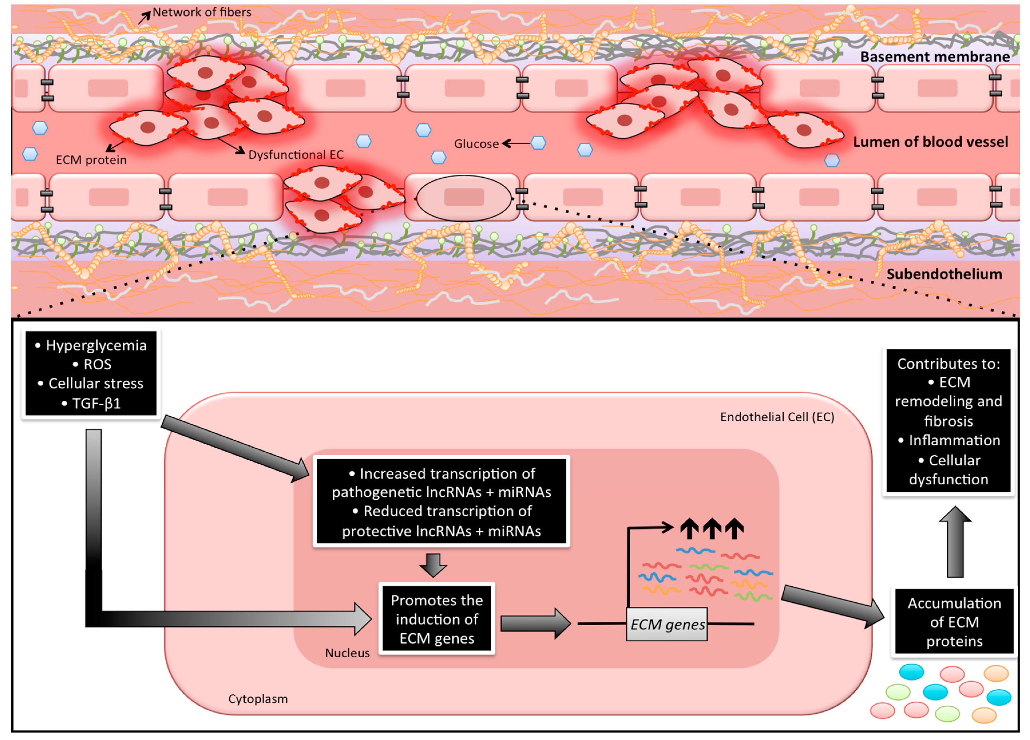 Ncrna 05 00030 g001 Ncrna 05 00030 g001