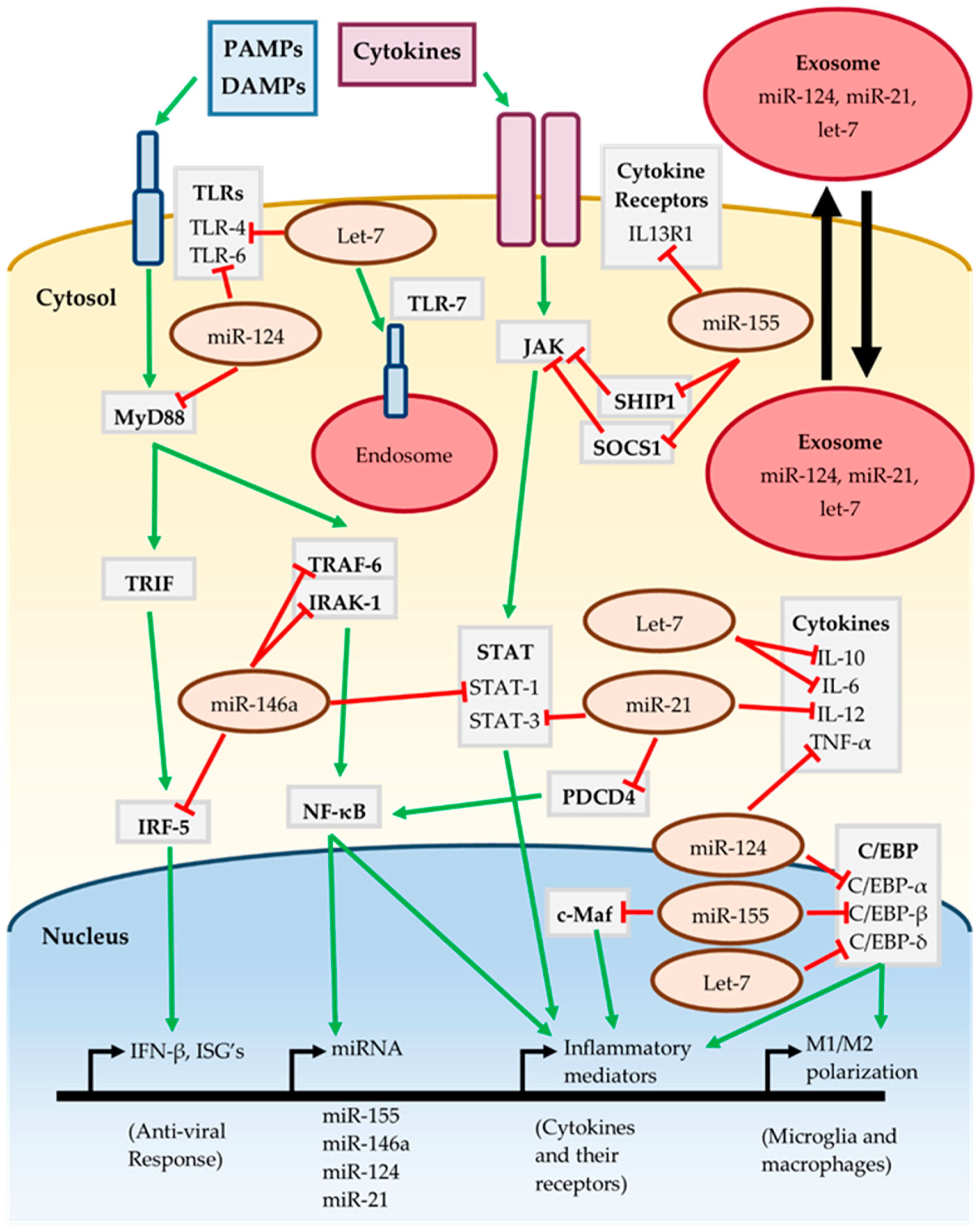 Ncrna 05 00035 g001 Ncrna 05 00035 g001