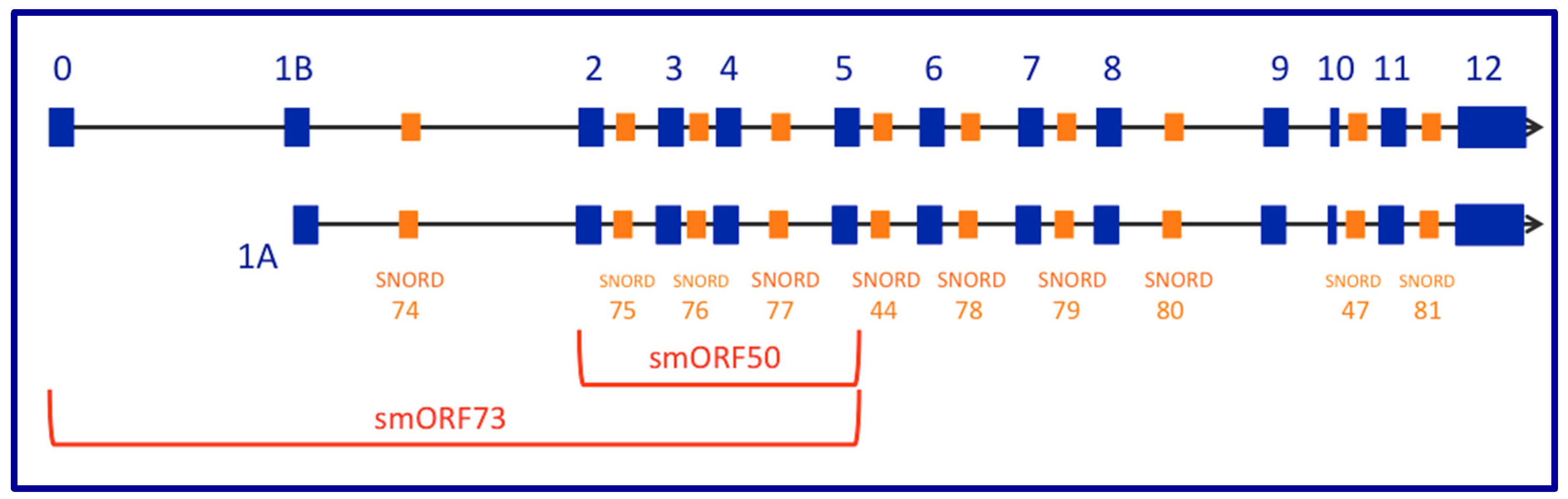Ncrna 05 00046 g001