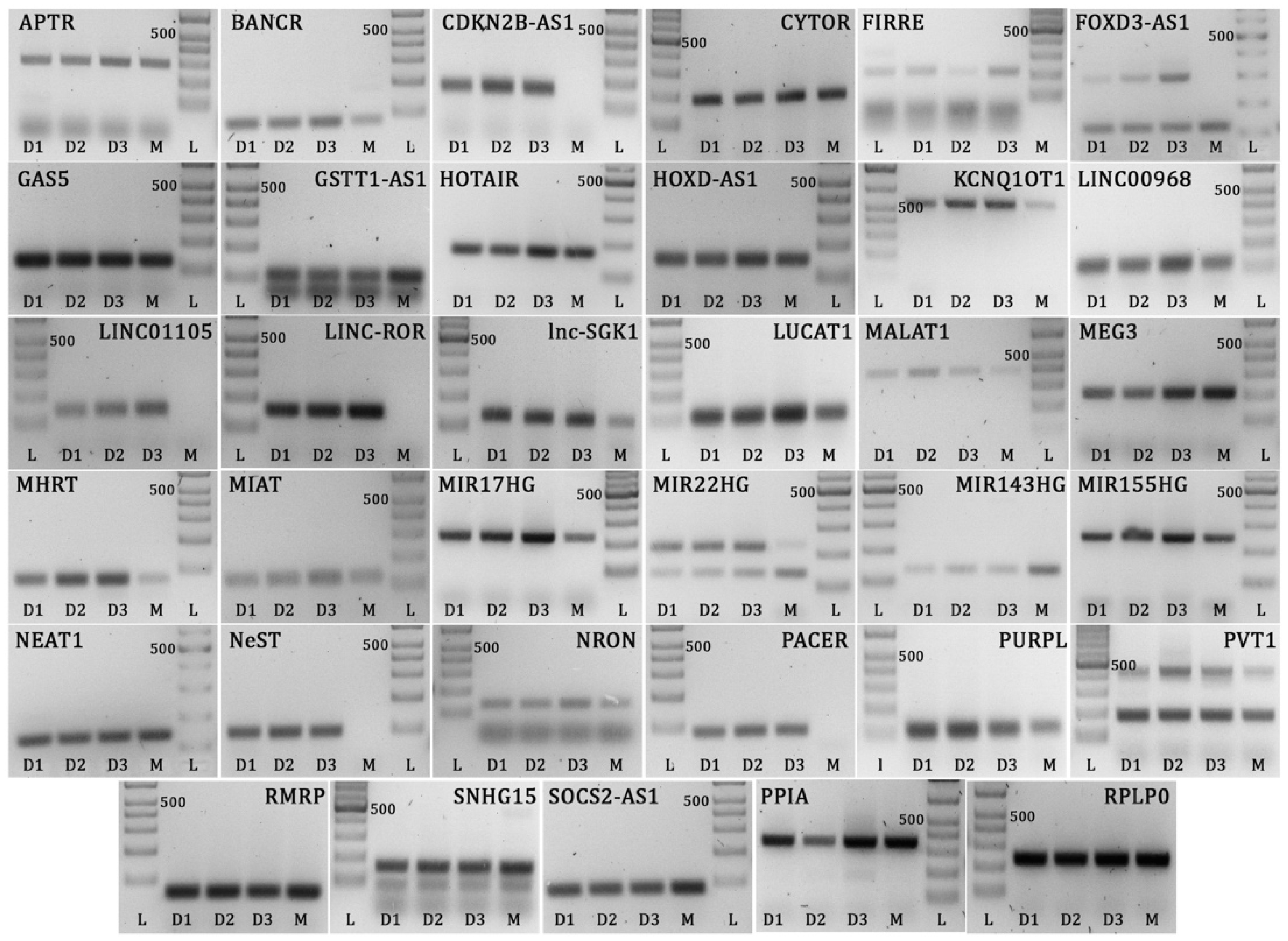 Ncrna 05 00048 g001 Ncrna 05 00048 g001