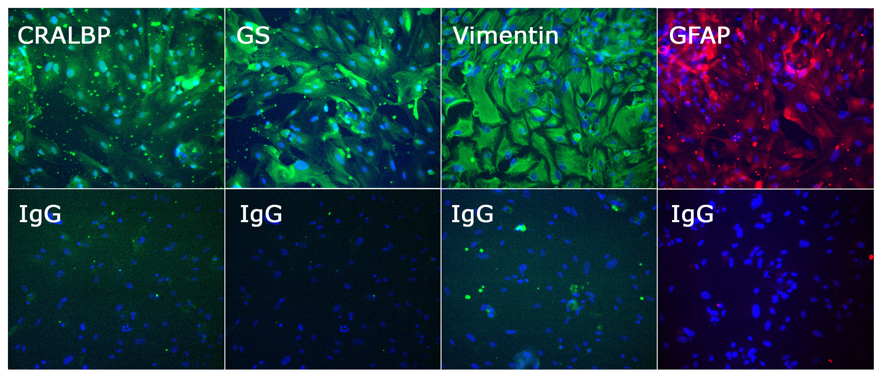 Ncrna 05 00048 g005 Ncrna 05 00048 g005