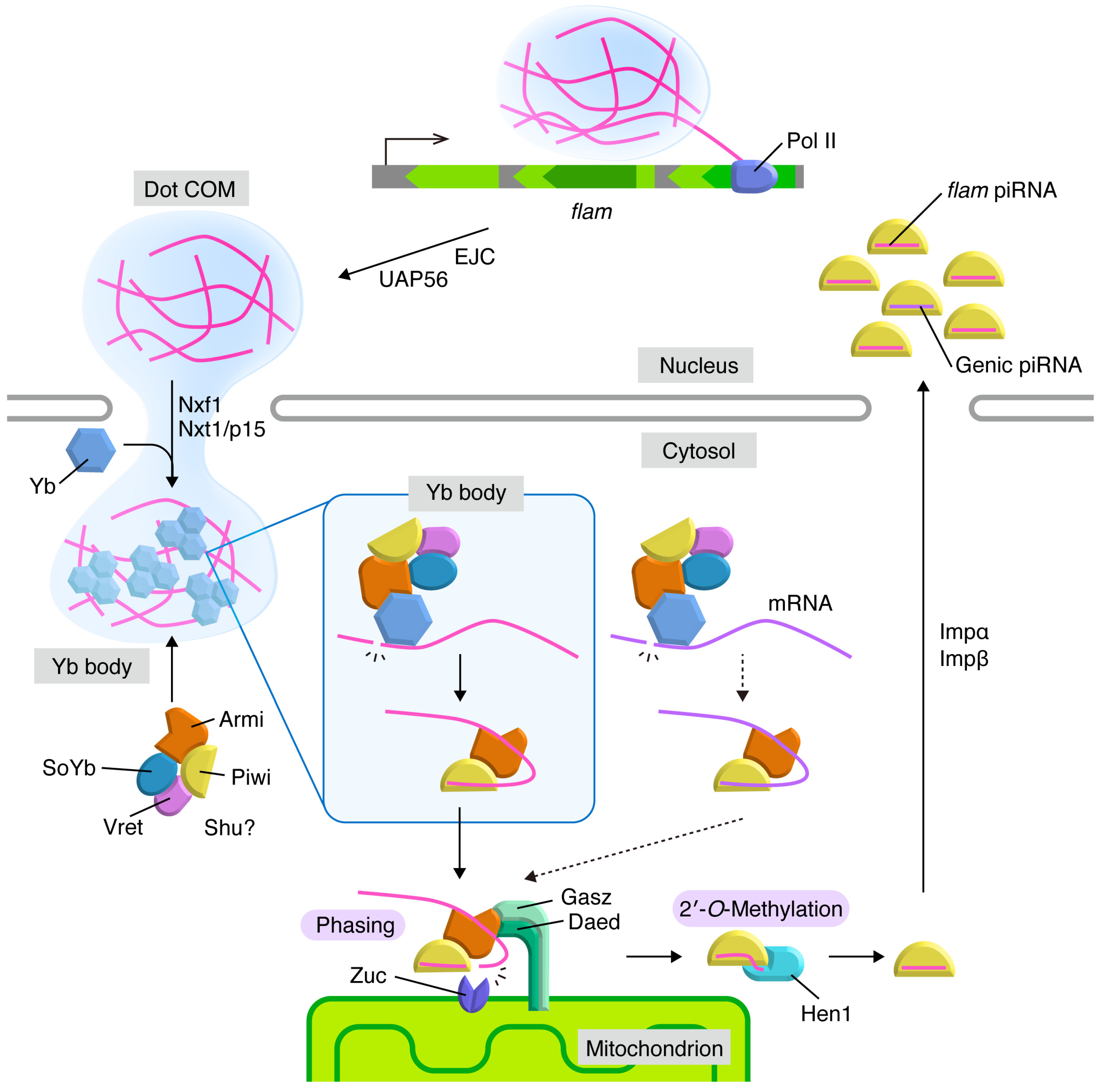 Ncrna 05 00052 g002 Ncrna 05 00052 g002