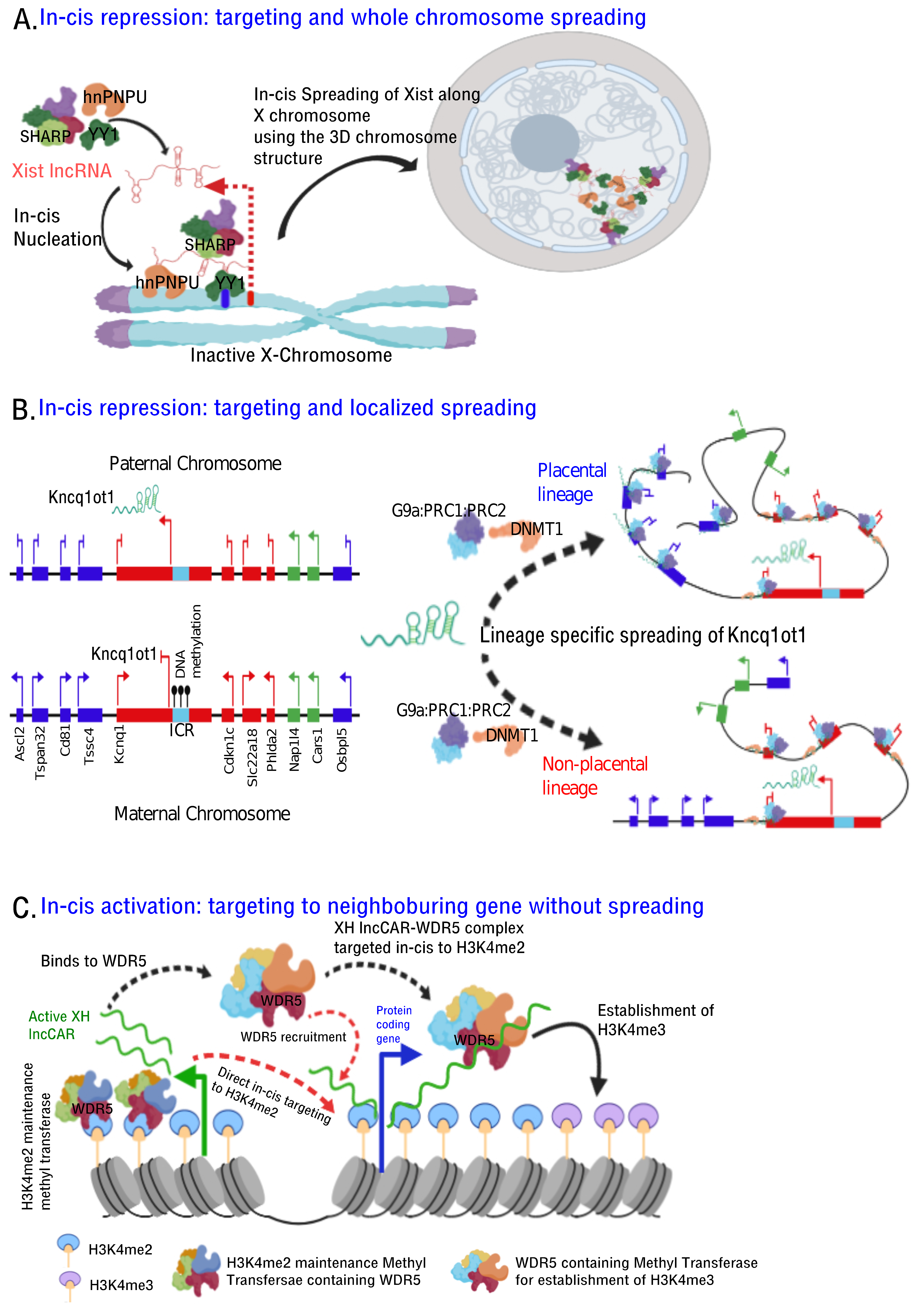 Ncrna 05 00054 g003 Ncrna 05 00054 g003