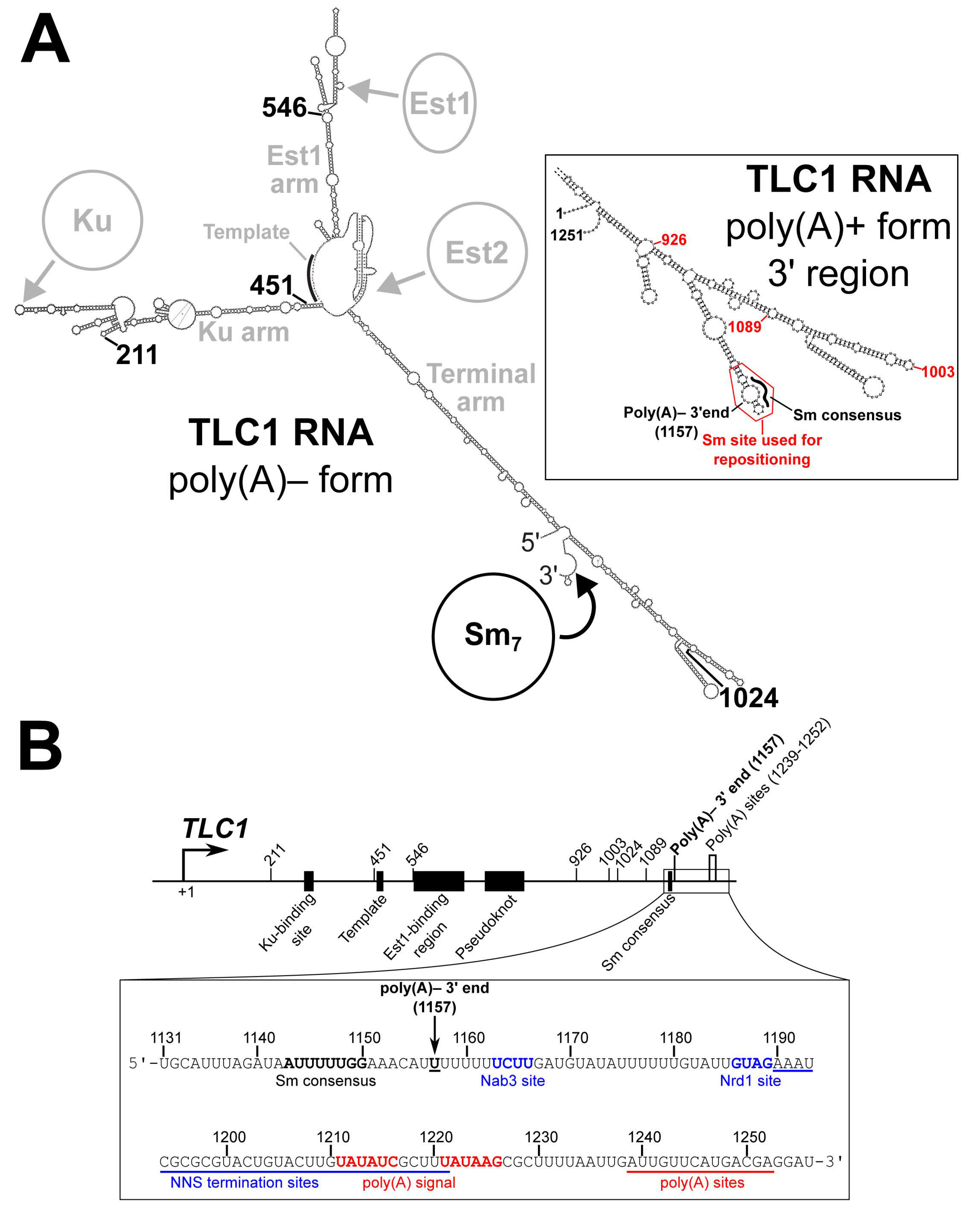 Ncrna 06 00009 g001