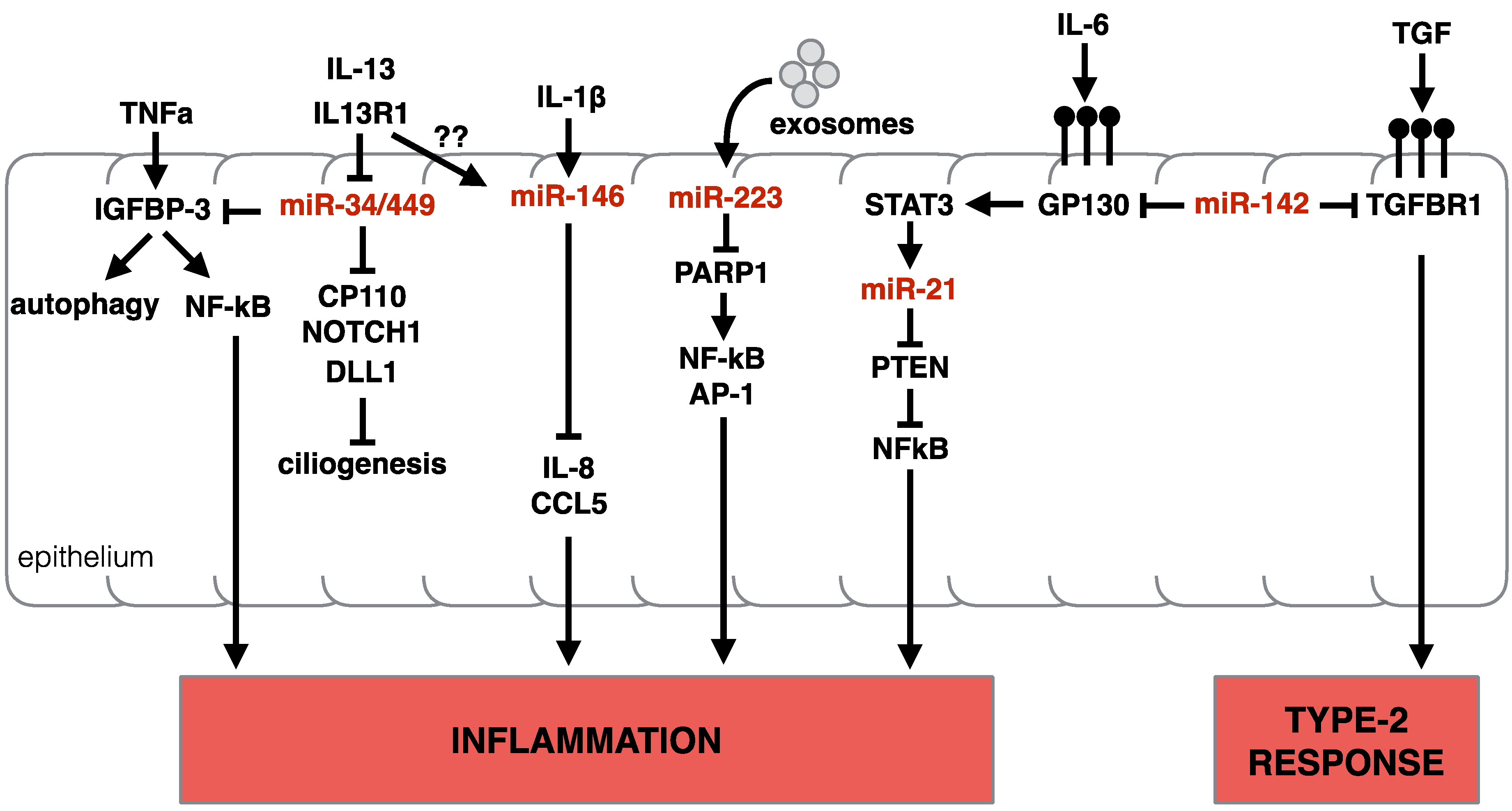 Ncrna 06 00010 g005 Ncrna 06 00010 g005