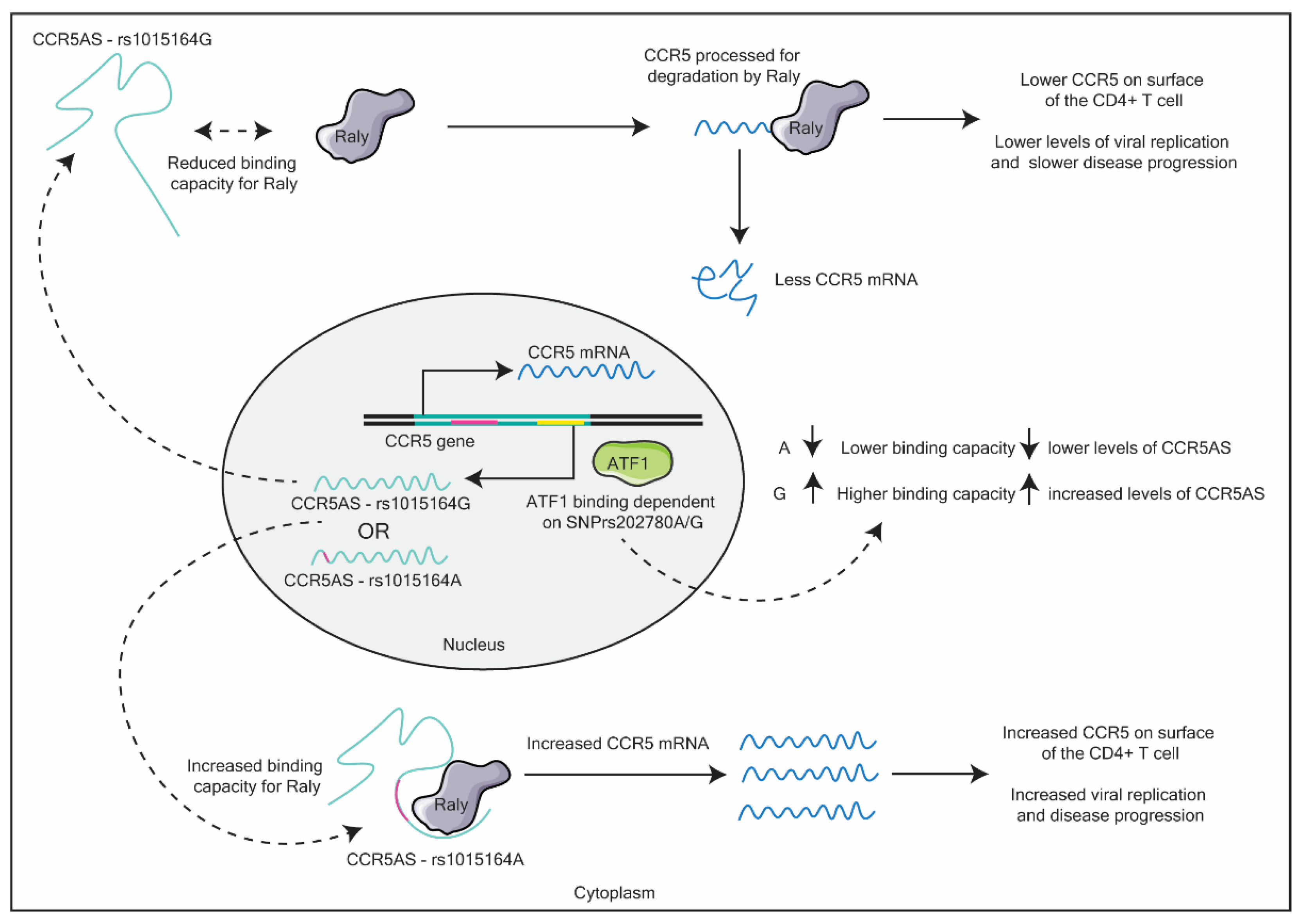 Ncrna 06 00012 g004 Ncrna 06 00012 g004