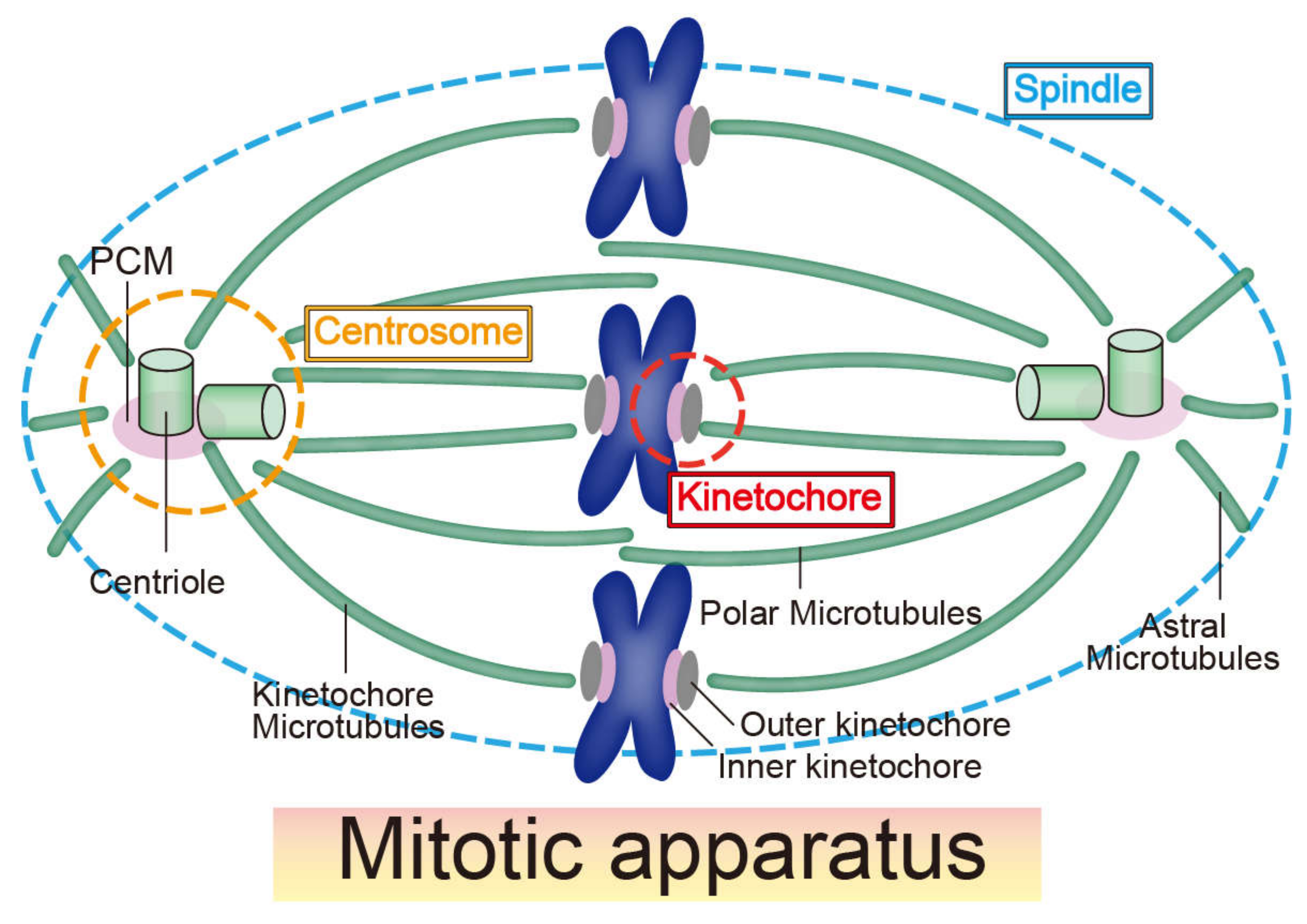 Centrosome In Mitosis centrosome-in-mitosis