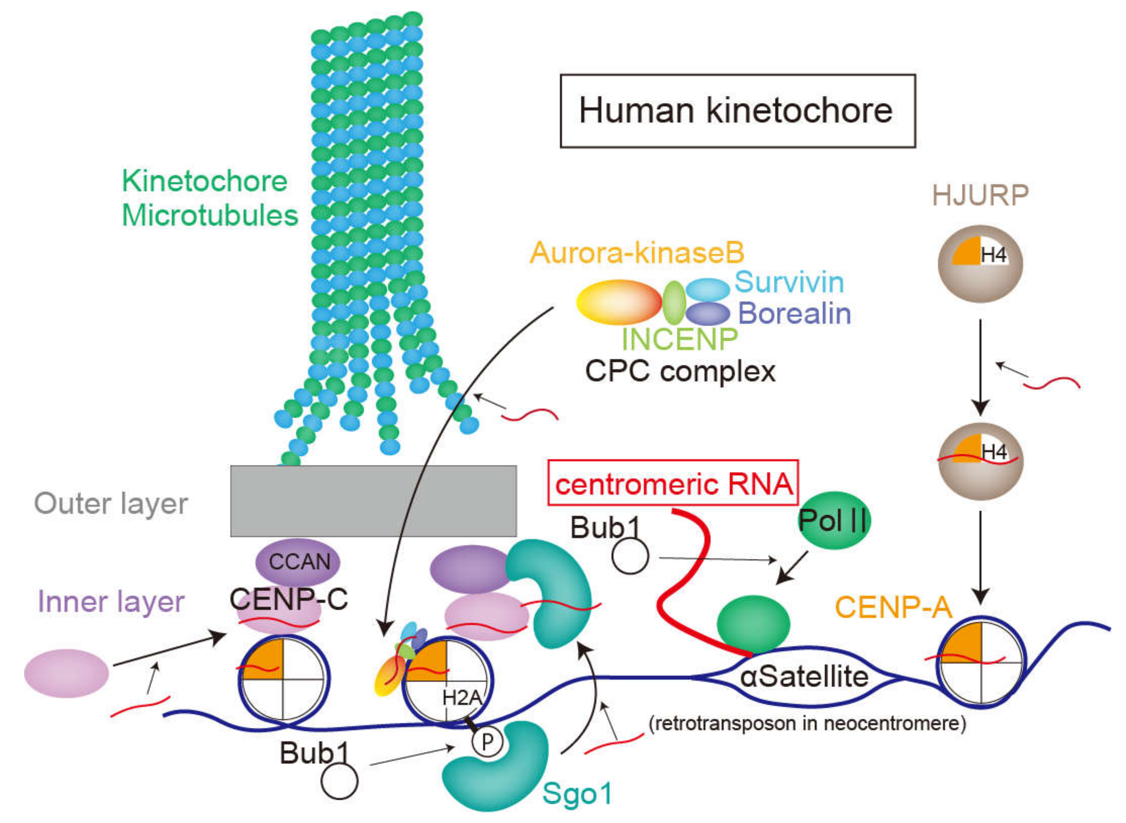 Ncrna 06 00013 g003 Ncrna 06 00013 g003