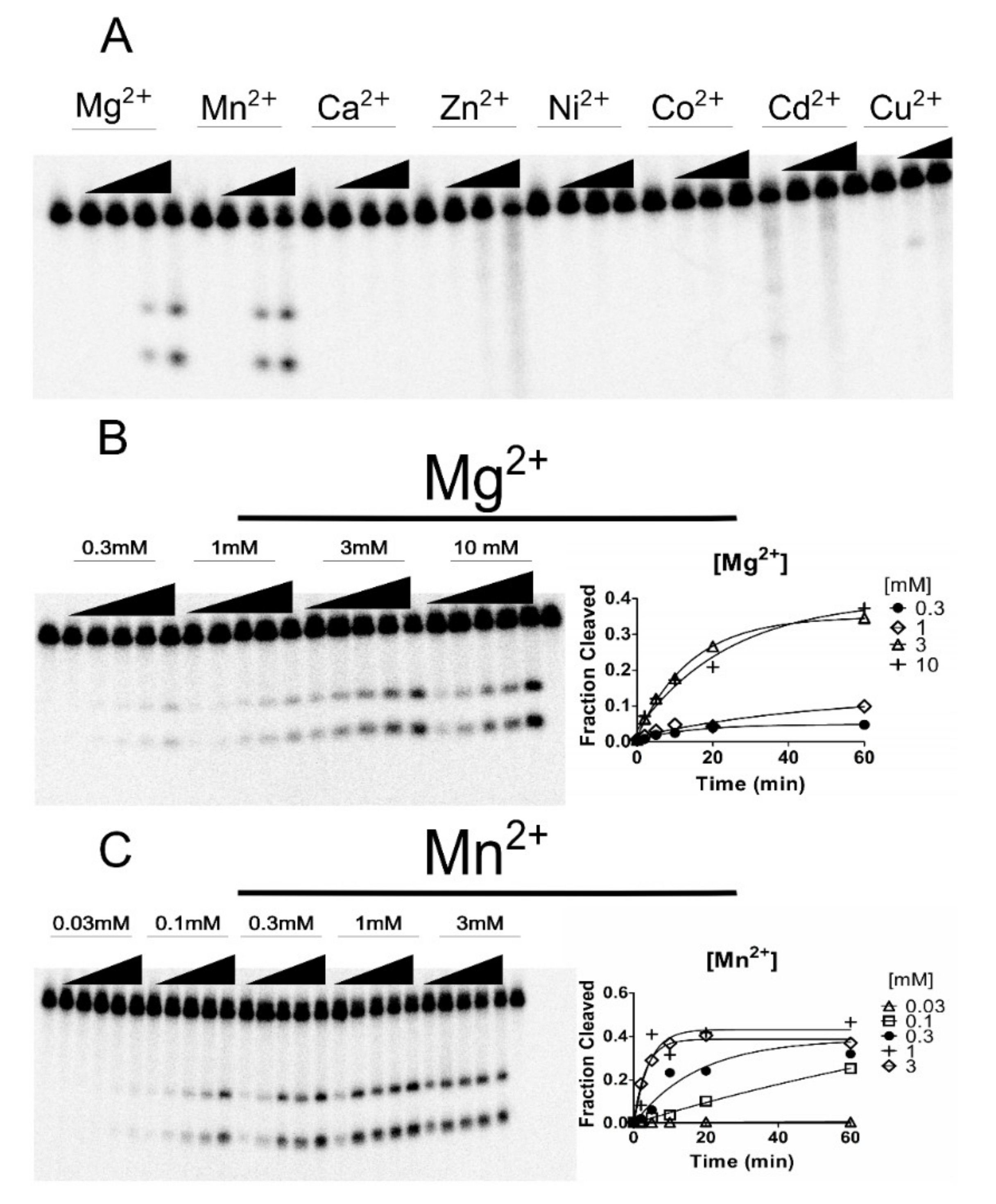Ncrna 06 00014 g002 Ncrna 06 00014 g002