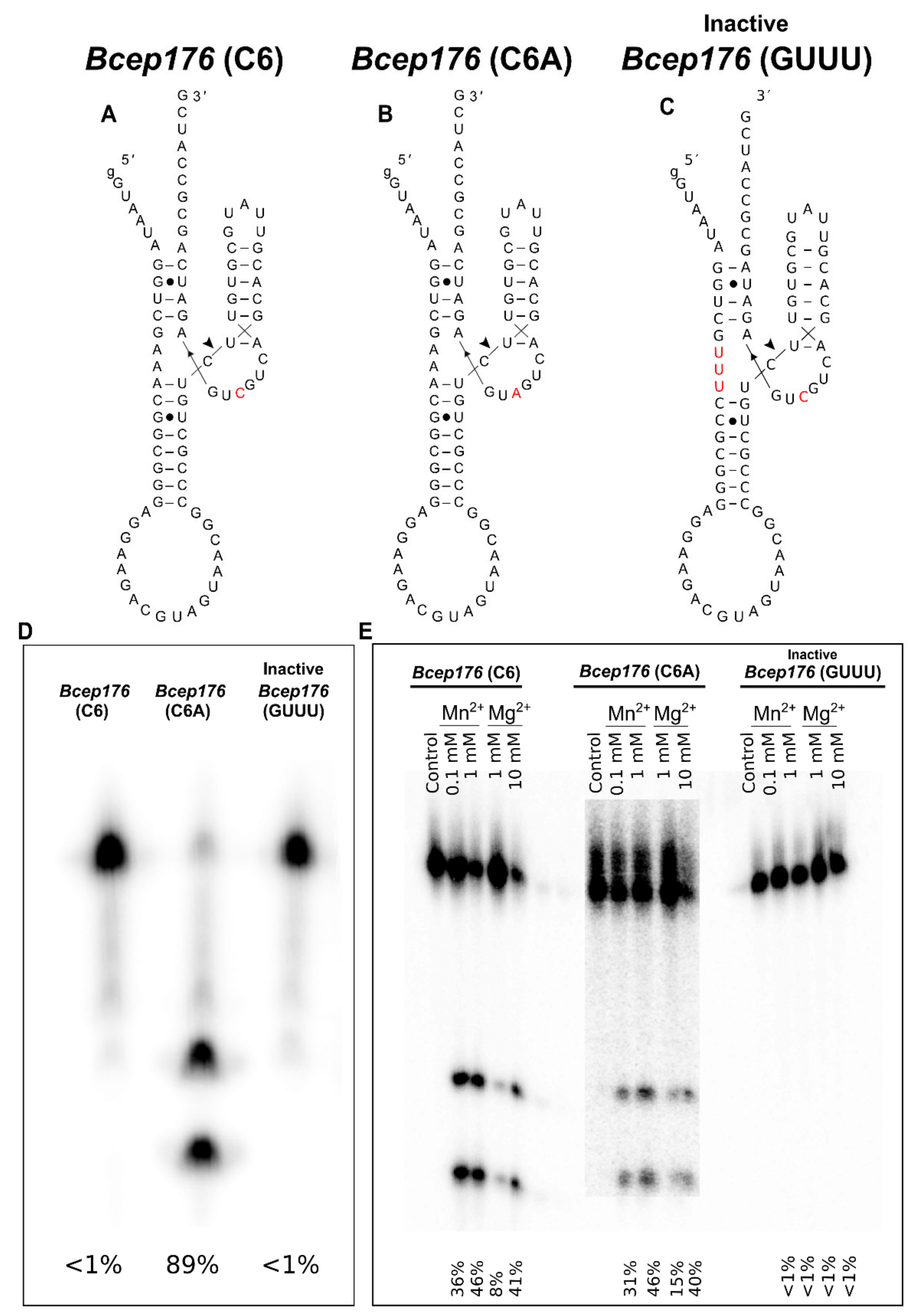 Ncrna 06 00014 g003 Ncrna 06 00014 g003