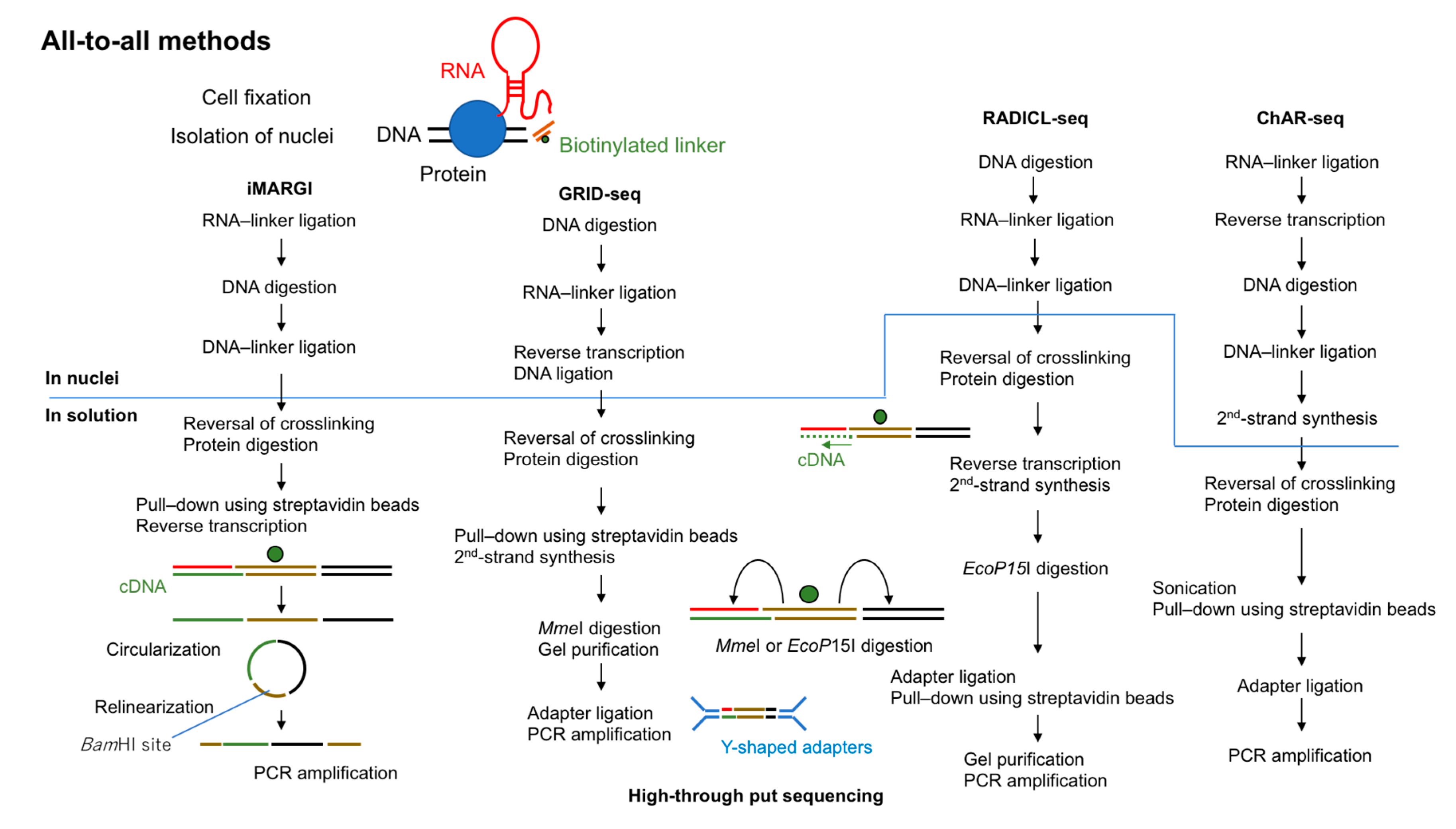 Ncrna 06 00020 g002 Ncrna 06 00020 g002