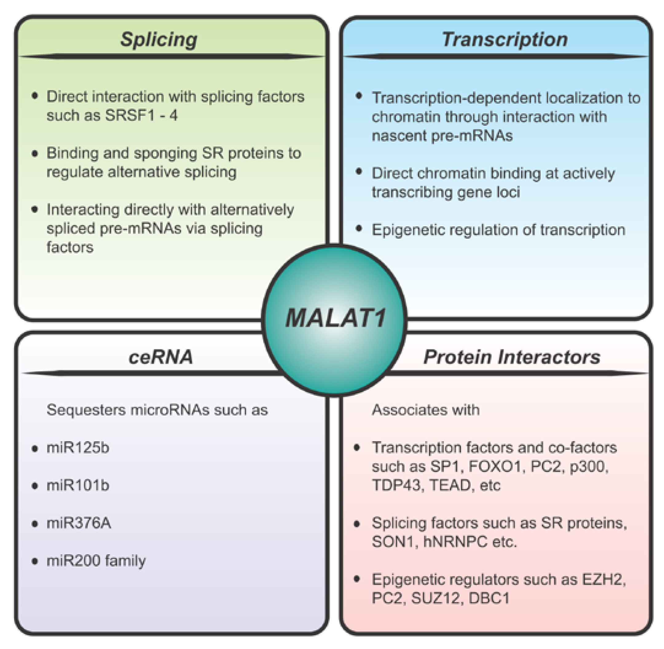ncRNA Free FullText MALAT1 Long NonCoding RNA Functional