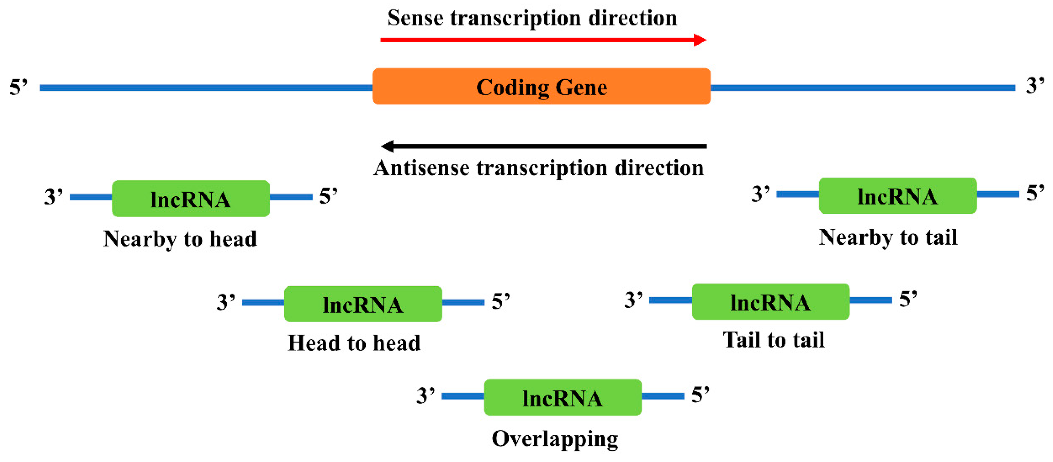 Ncrna 06 00024 g002 Ncrna 06 00024 g002