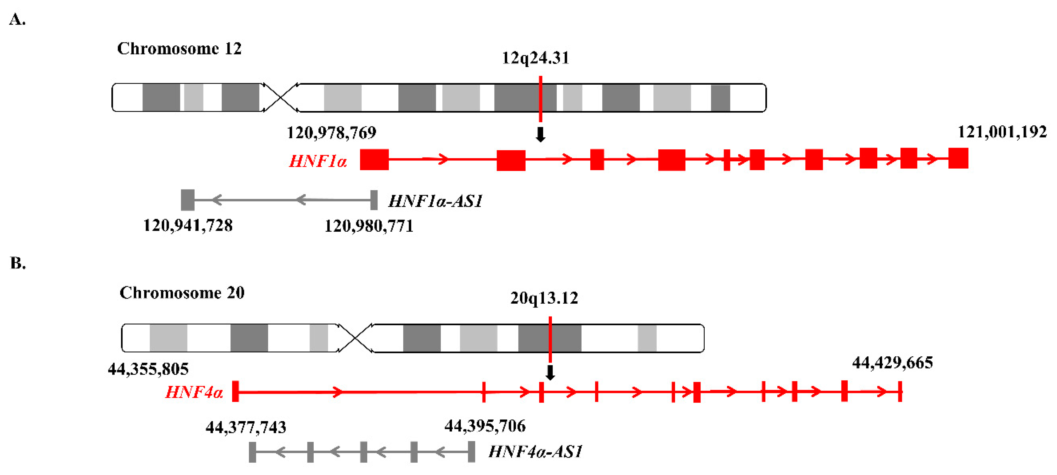 Ncrna 06 00024 g003 Ncrna 06 00024 g003