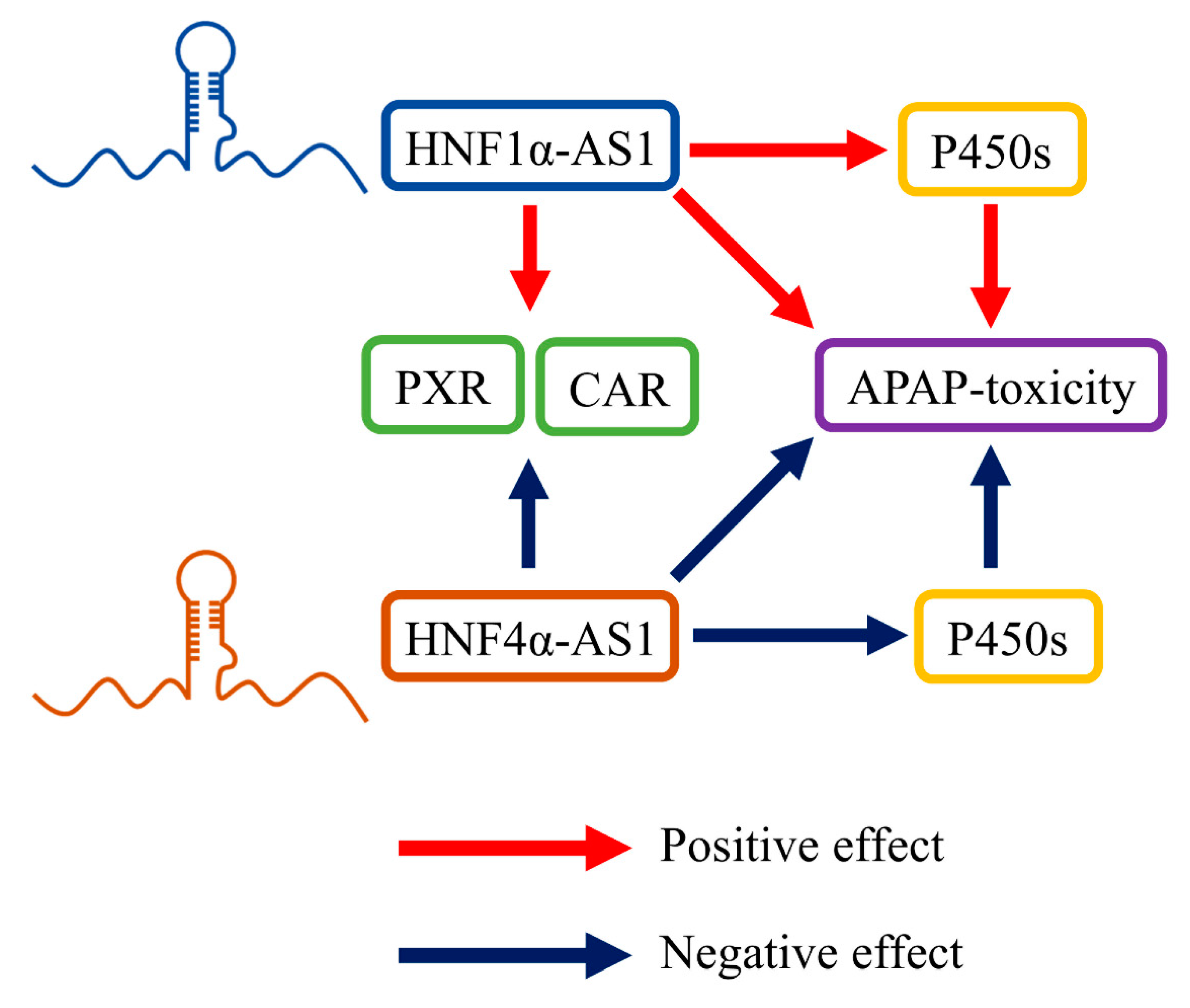 Ncrna 06 00024 g006 Ncrna 06 00024 g006