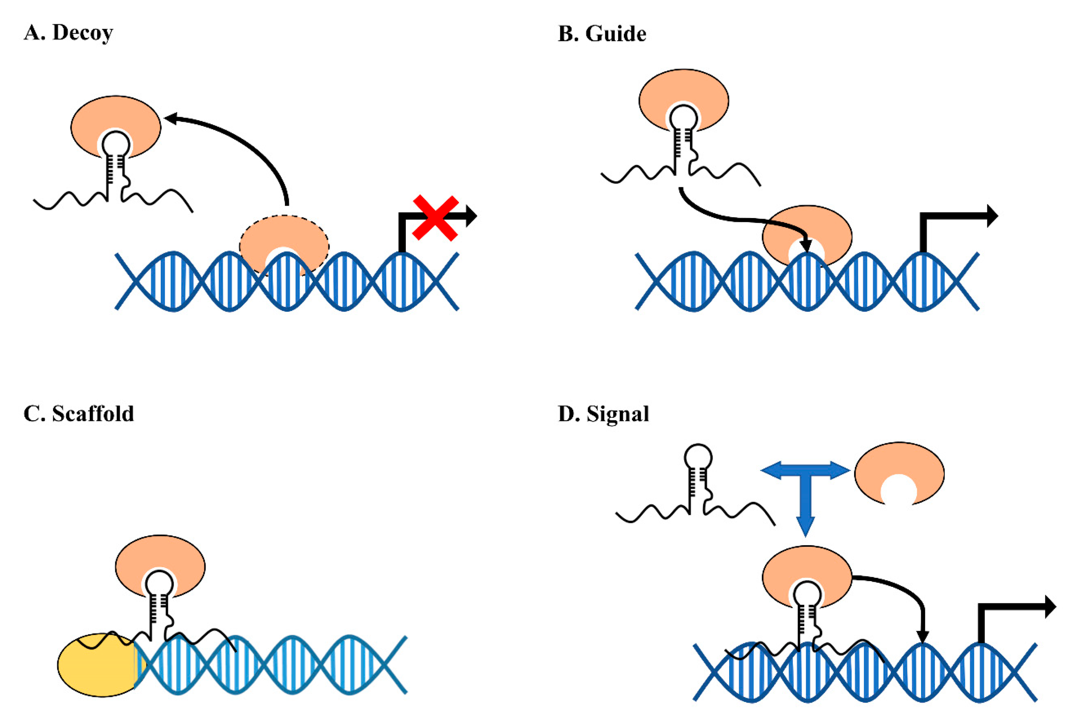 Ncrna 06 00024 g008 Ncrna 06 00024 g008