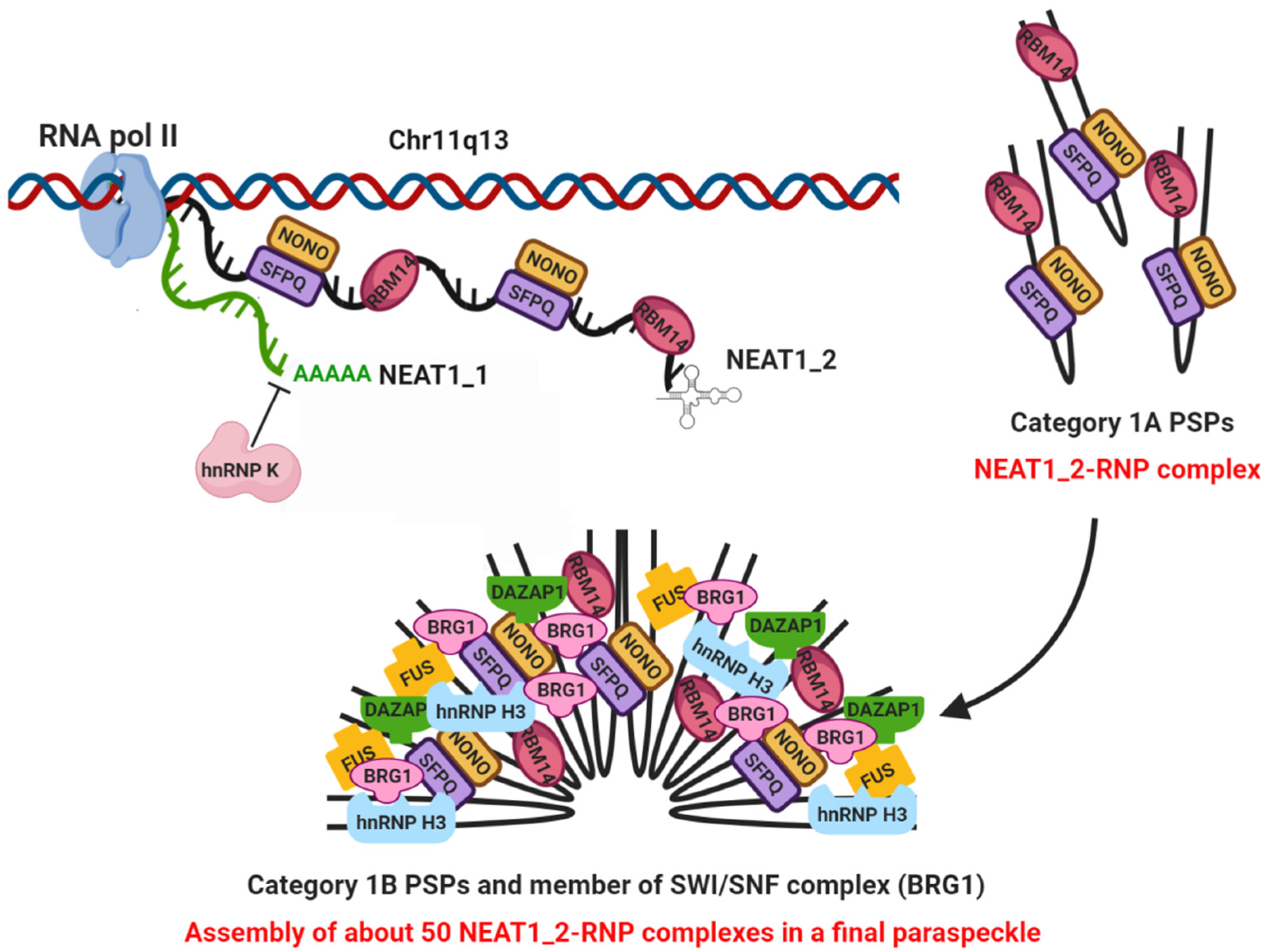 protein scaffold in dna protein scaffold in dna